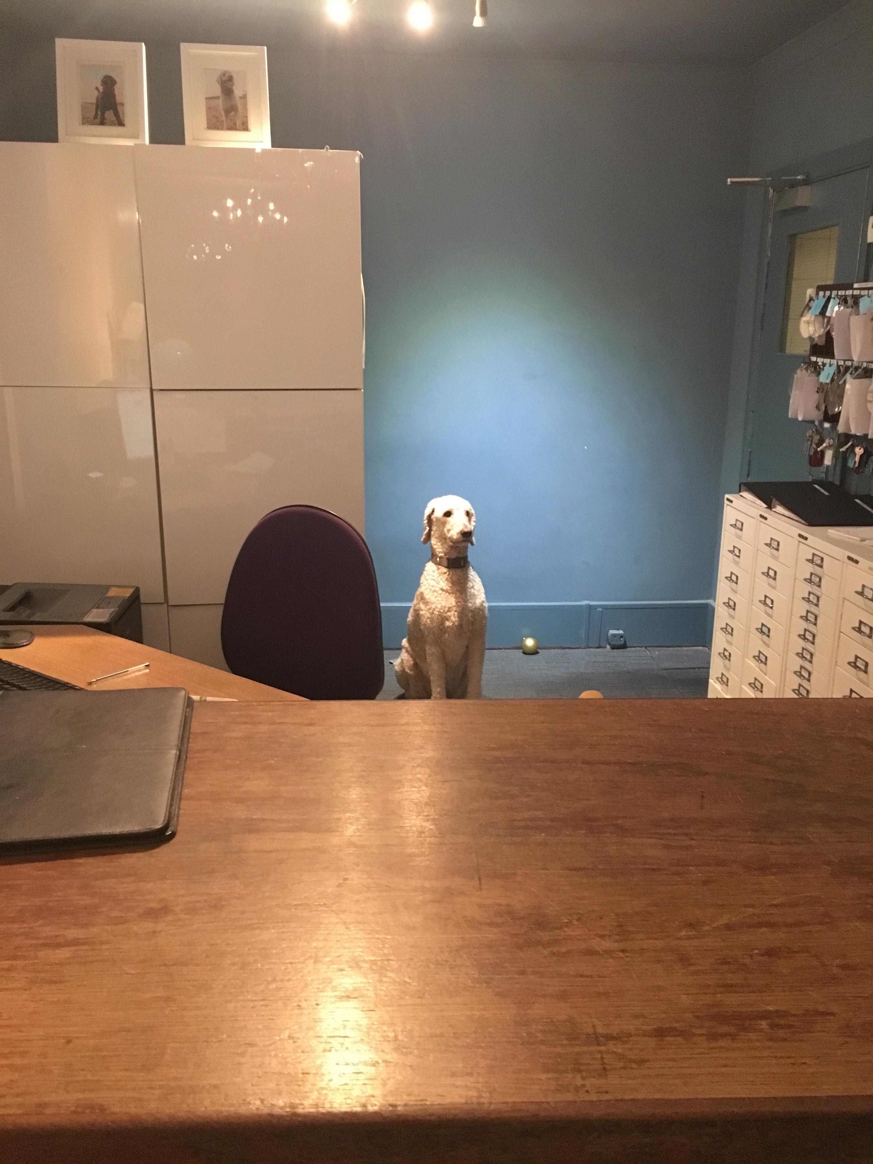 Just arrived at hotel after 5 hour journey, unsure if delirious or there really is a dog