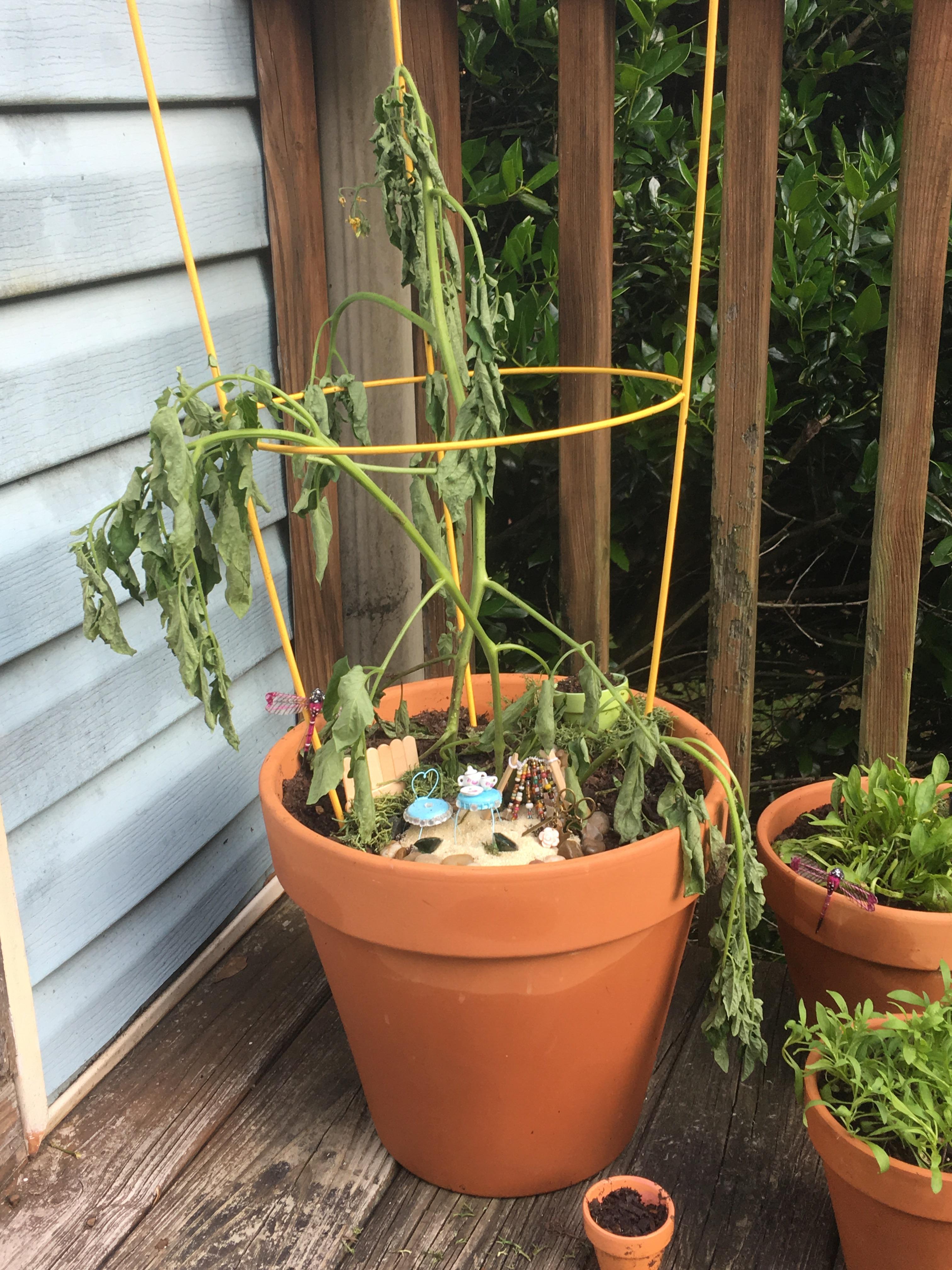 I need help! My tomato plant got flooded with water from rain storms. I