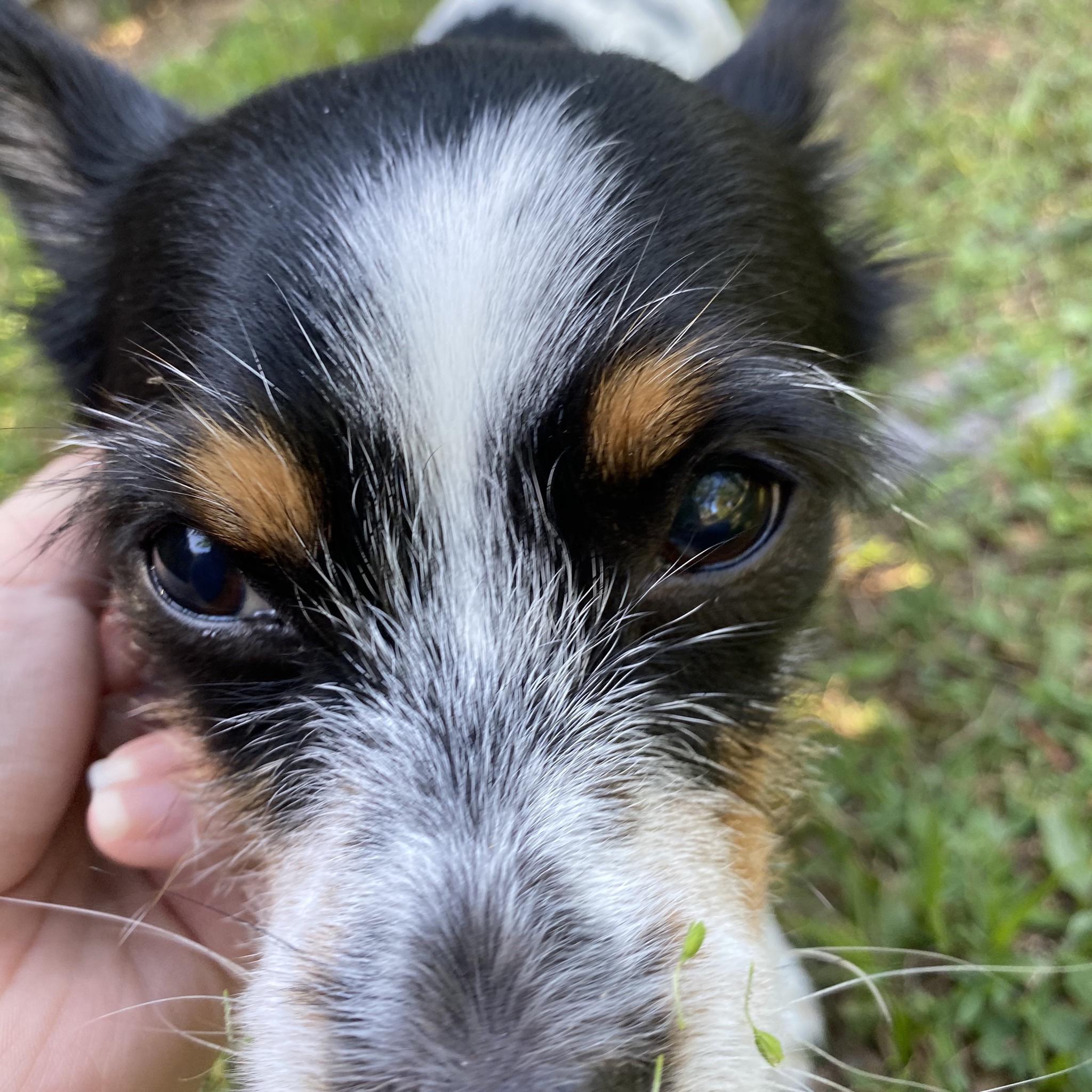 My Jack Russel and Chihuahua mix🥰 she turns 10 years old on June 1st