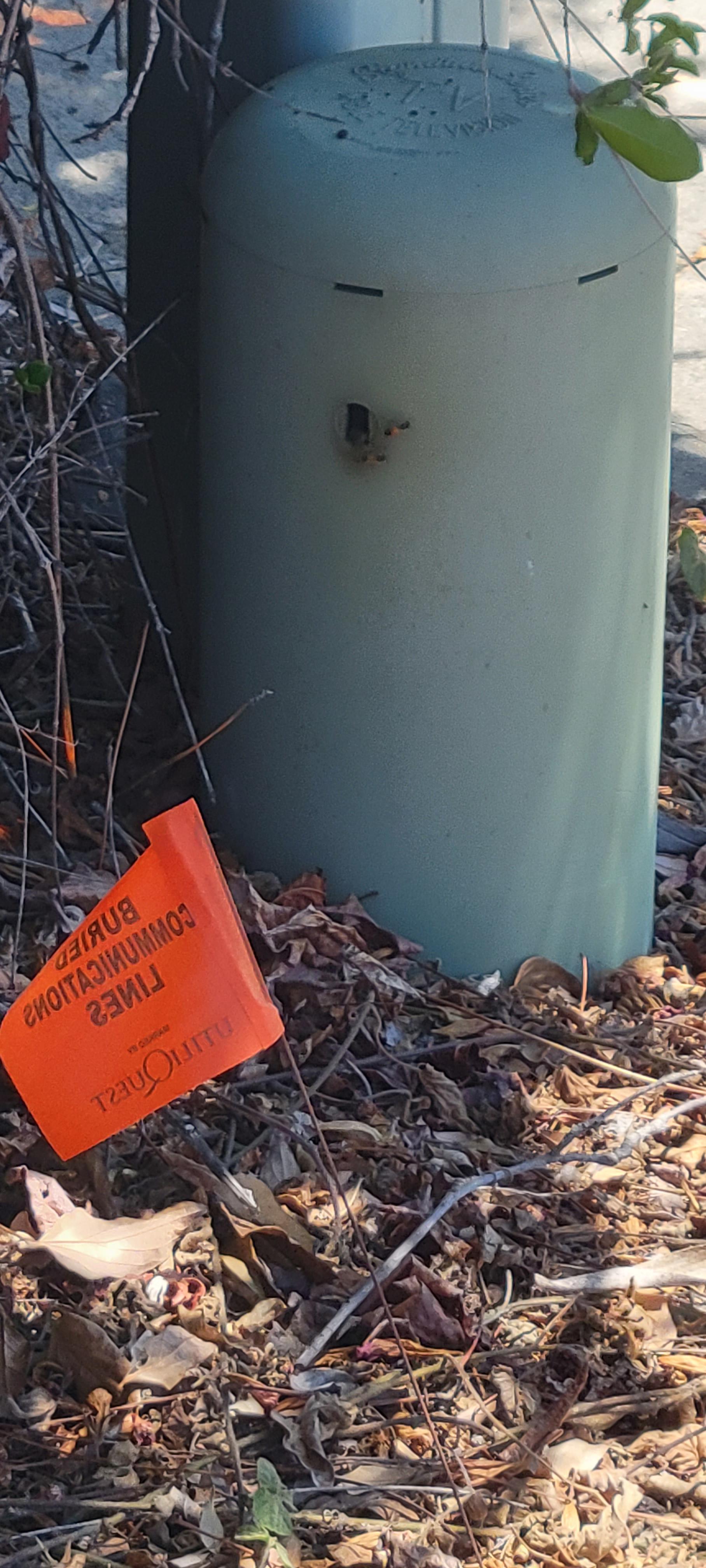 Bee hive in electrical box, not sure how to handle it. Are there