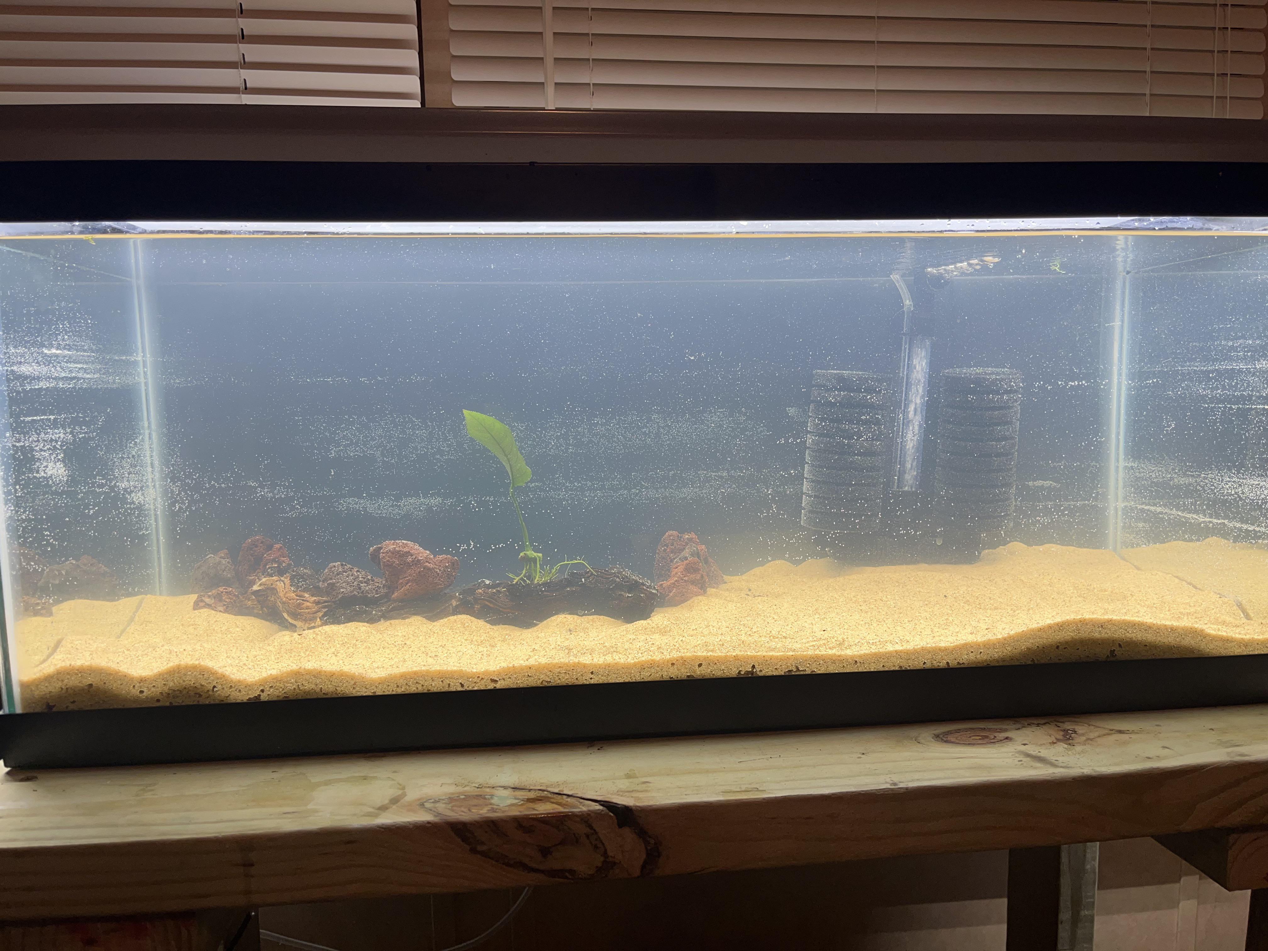 First time using sand, tryna make this tank suitable for corys r