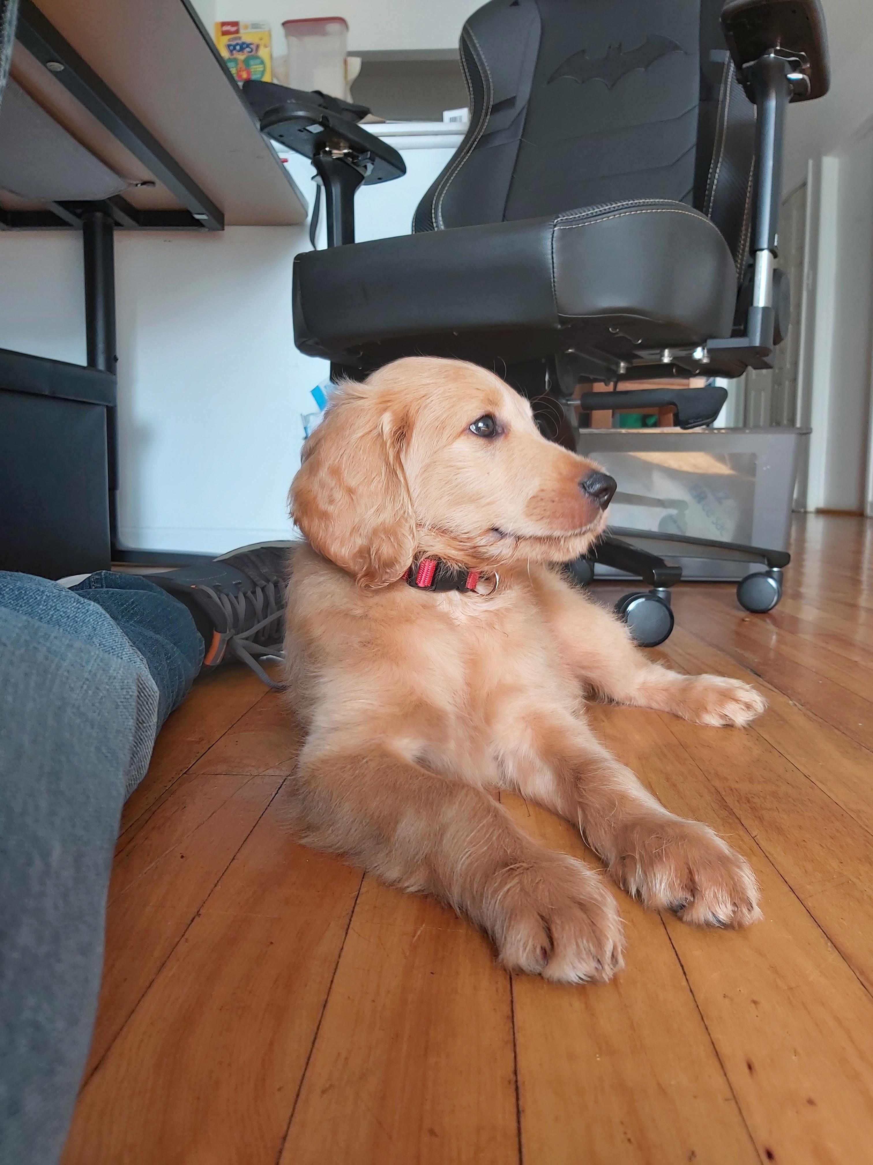 Everybody meet Churro 💛. What's a good brush for doodle puppies? I