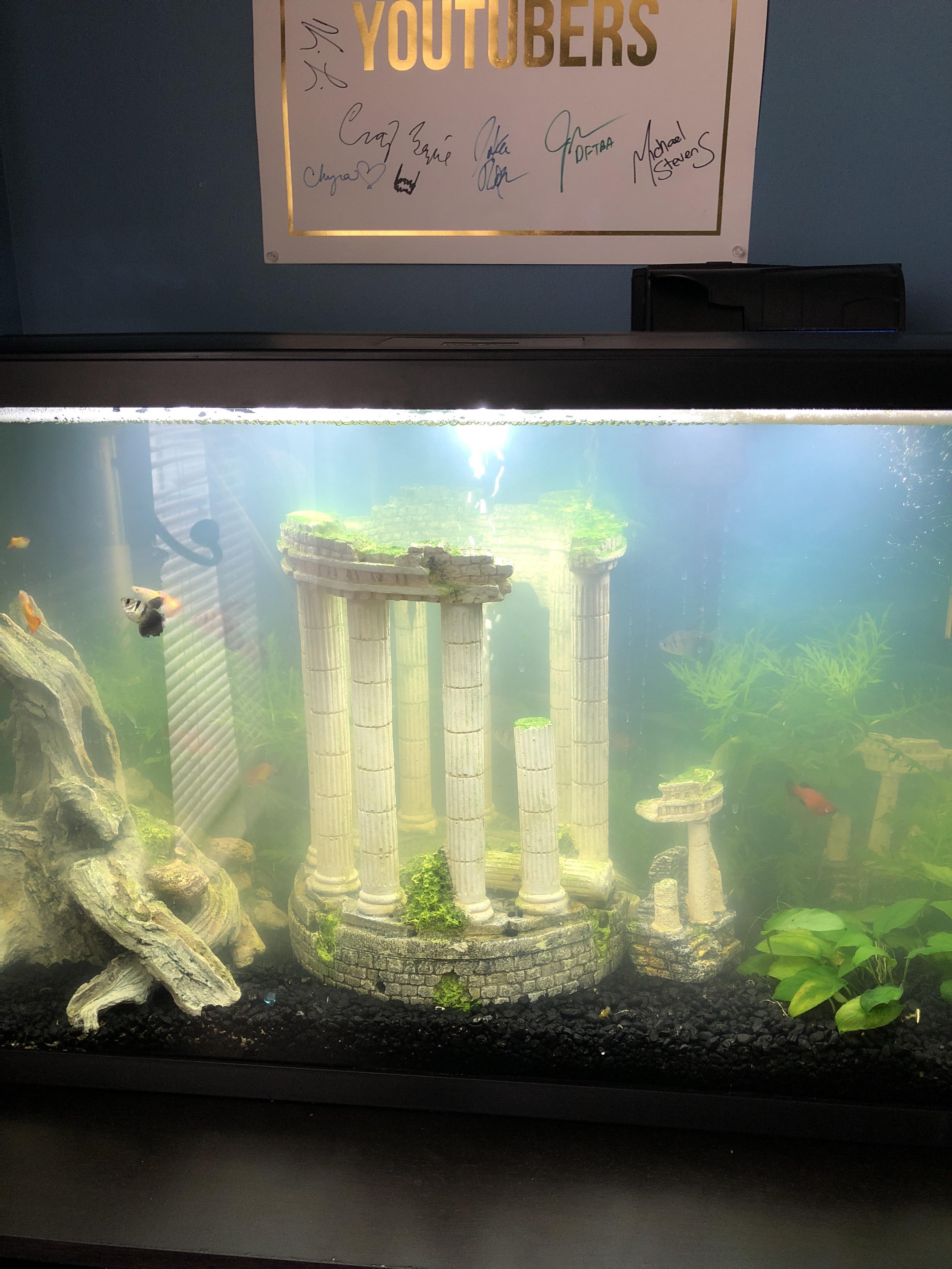 How to fix cloudy water? r/Aquariums