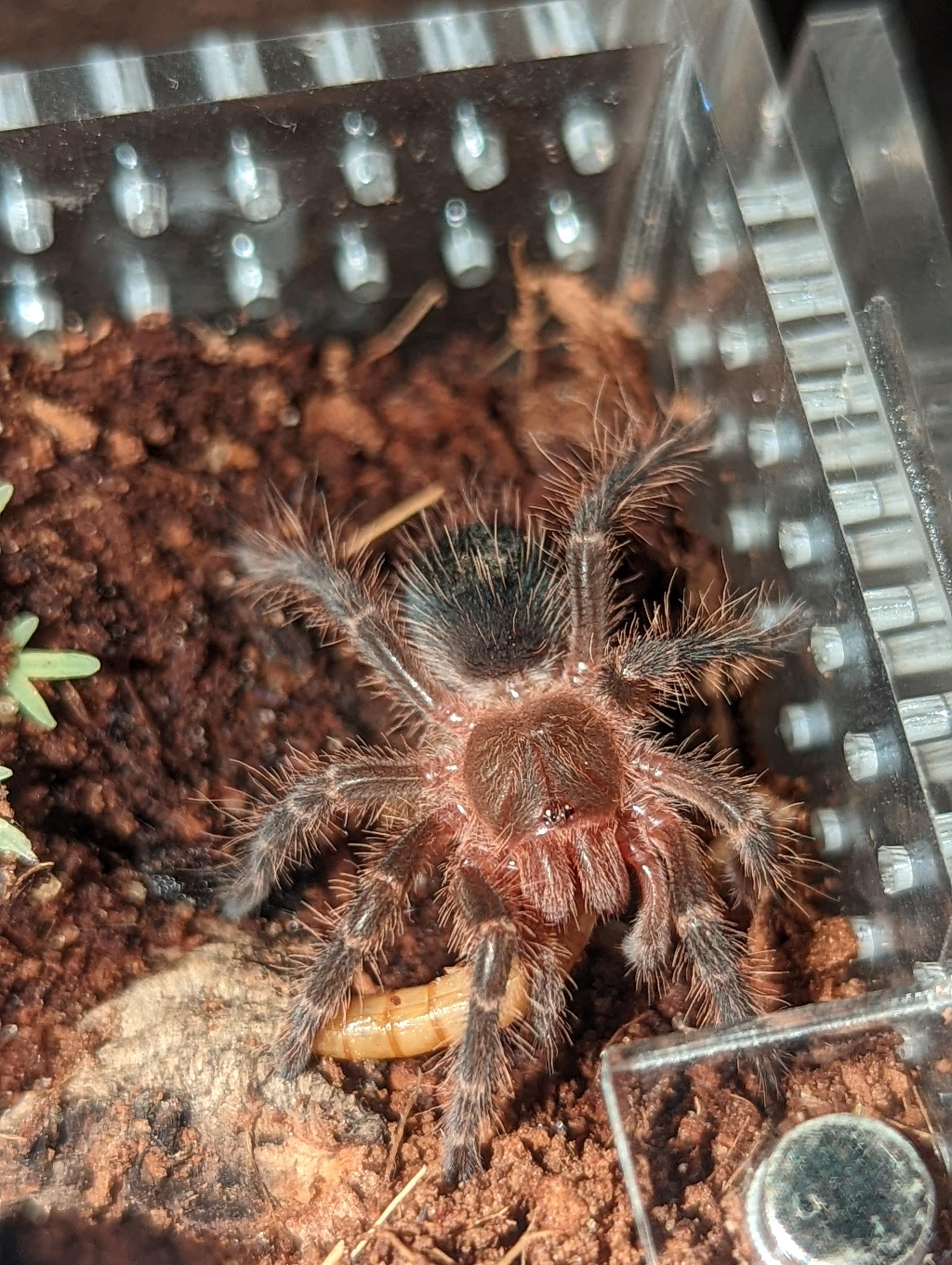 G. pulchripes sling munching on a mealworm. r/tarantulas
