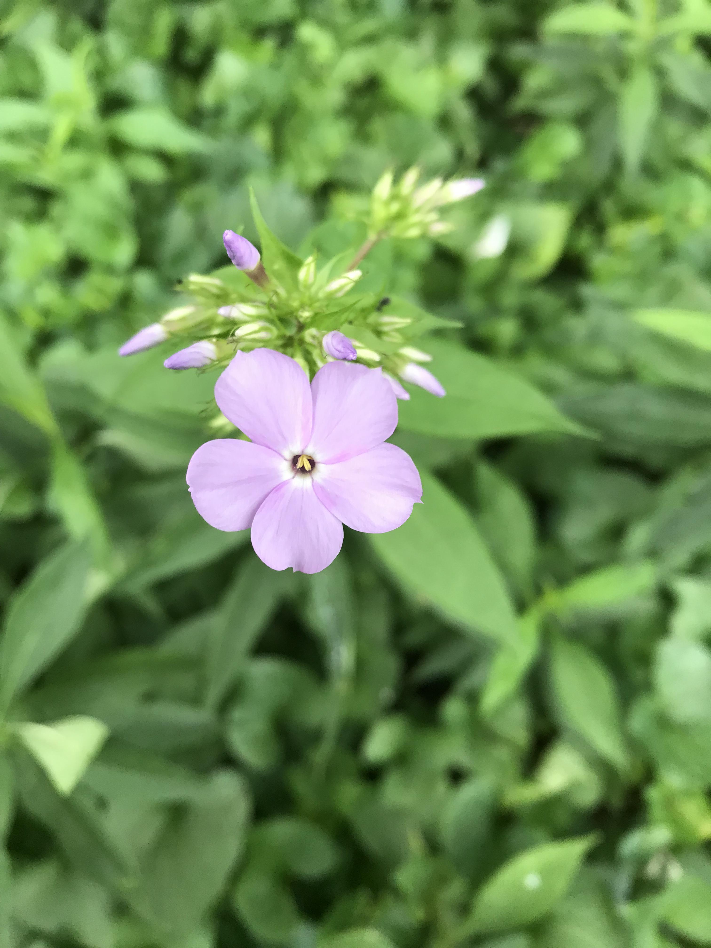 In southwest Missouri. What is it? r/whatsthisplant