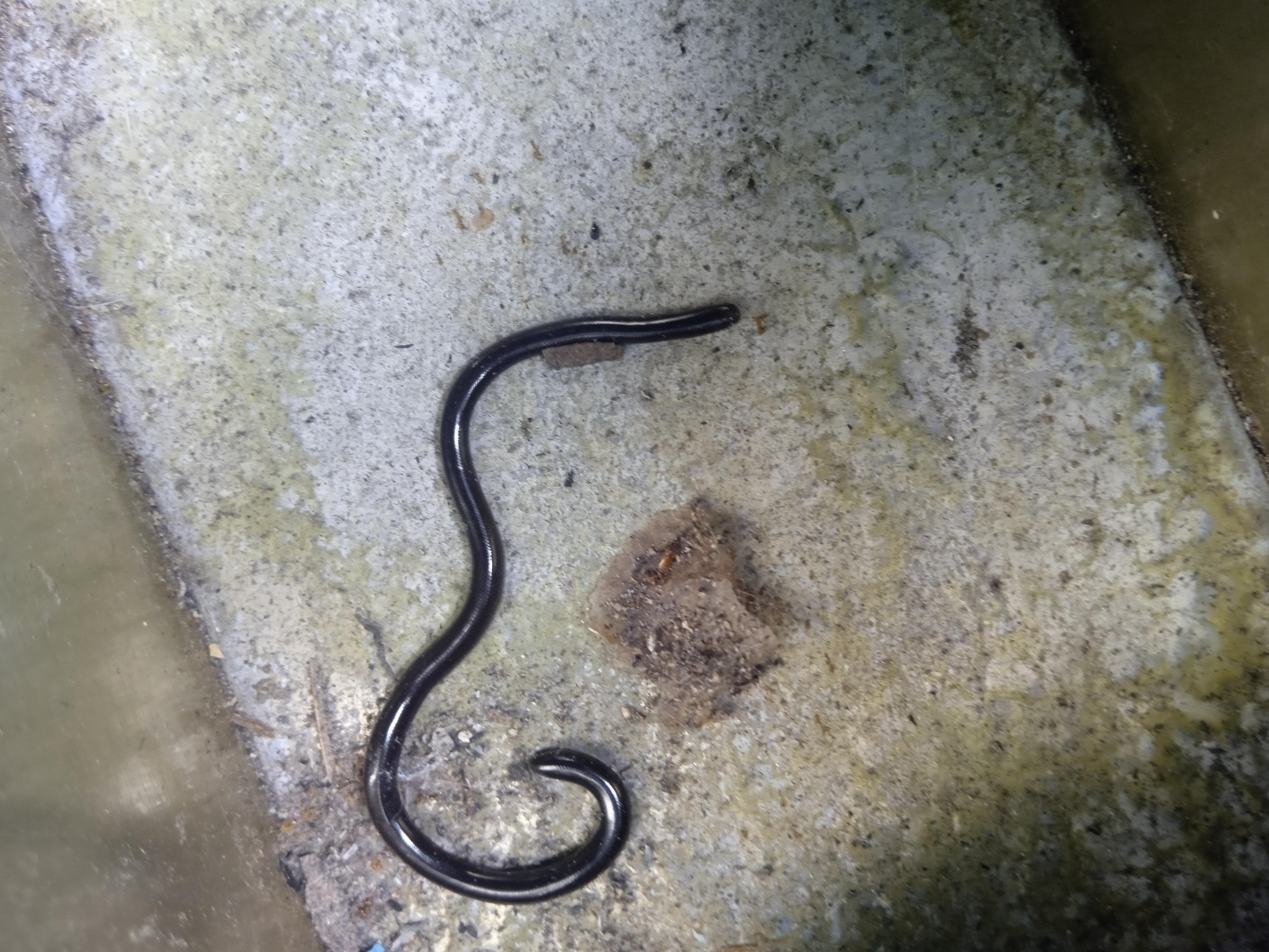 a black worm with a spike on its tail and tongue thing coming out from