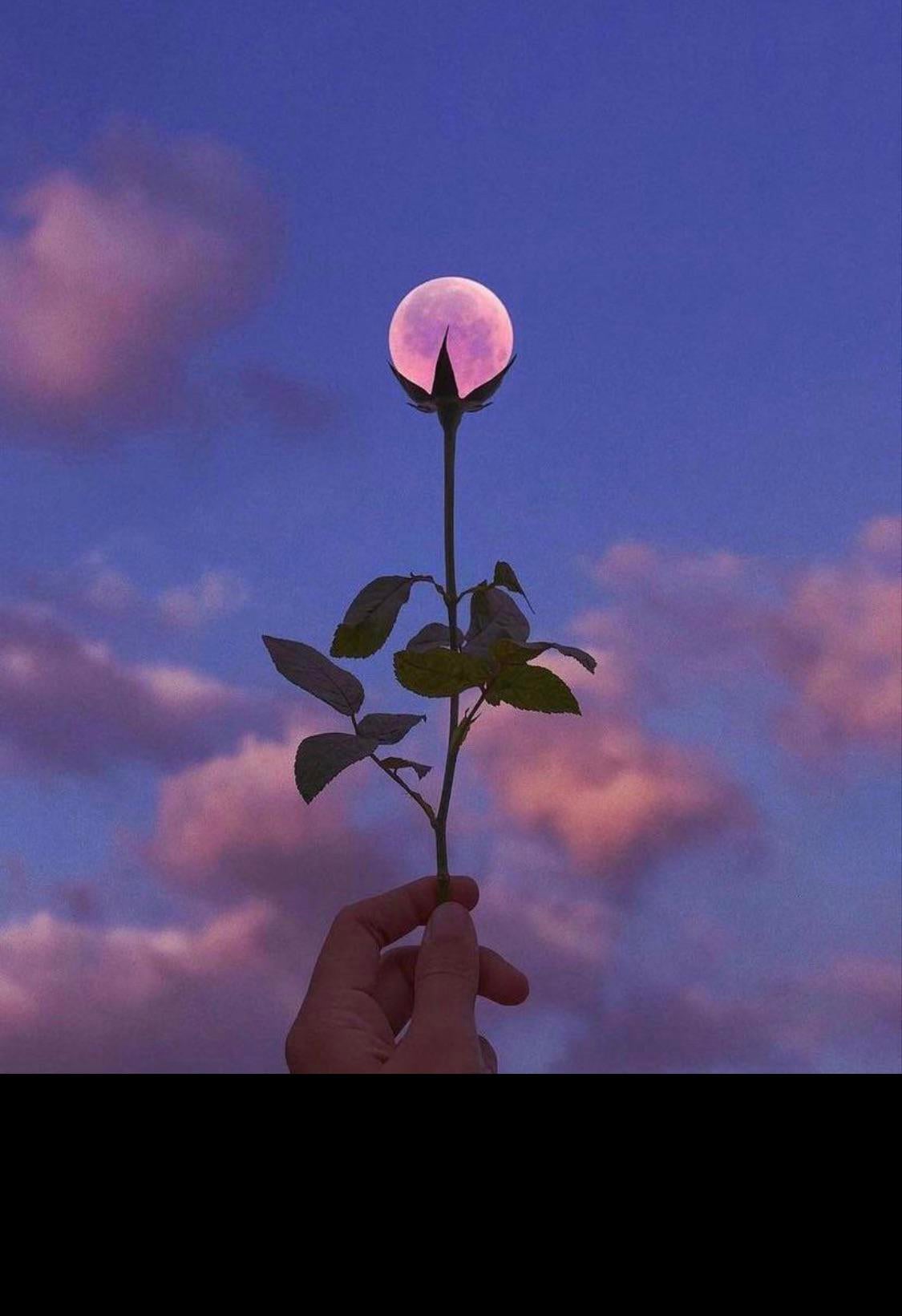 The moon is in full bloom r/AestheticWallpapers
