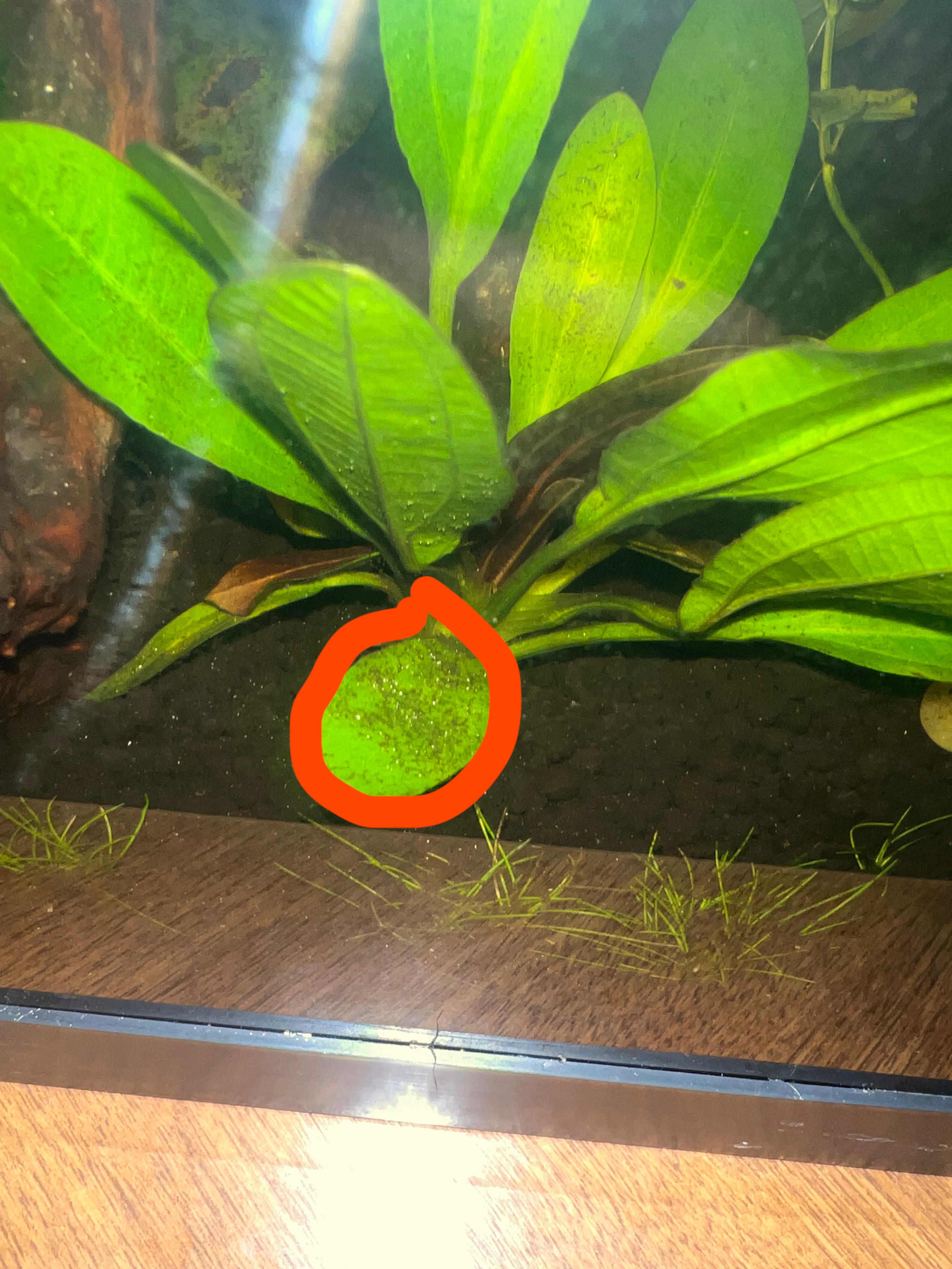 White dots on plants and substrate r/Aquariums