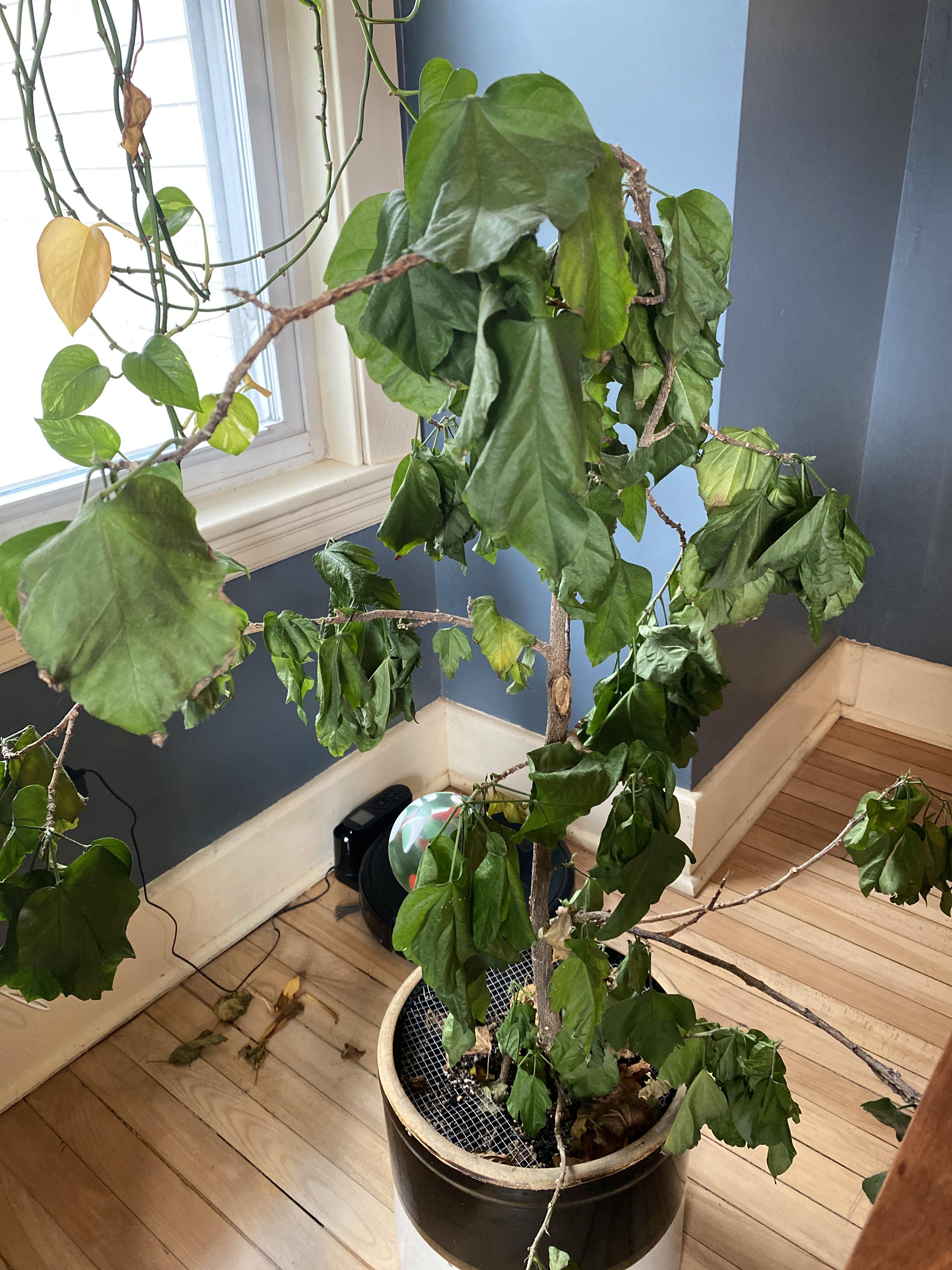 Wilting hibiscus r/plantclinic