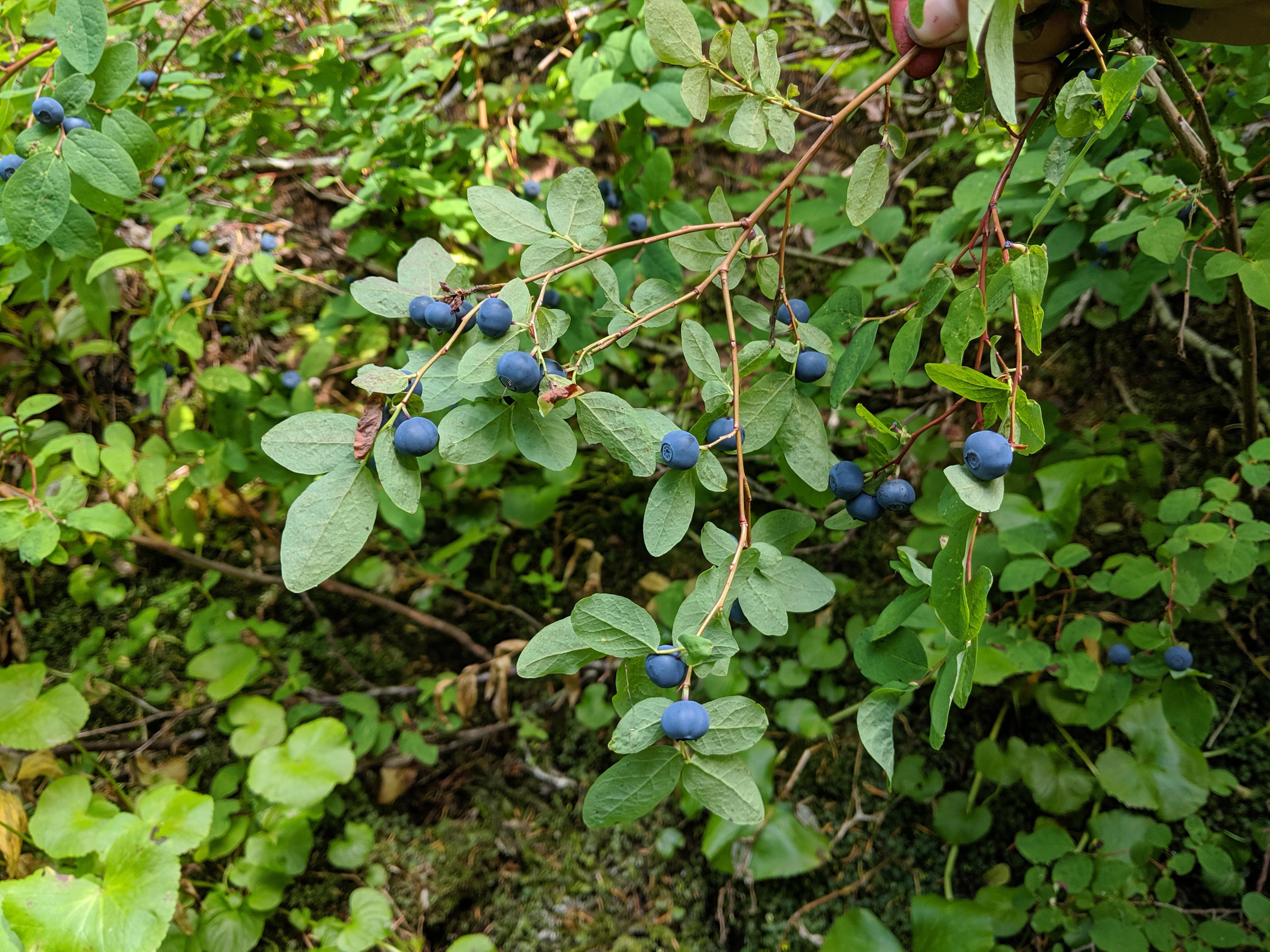 PNW Huckleberries! Found up in the Gifford Pinchot National Forest r