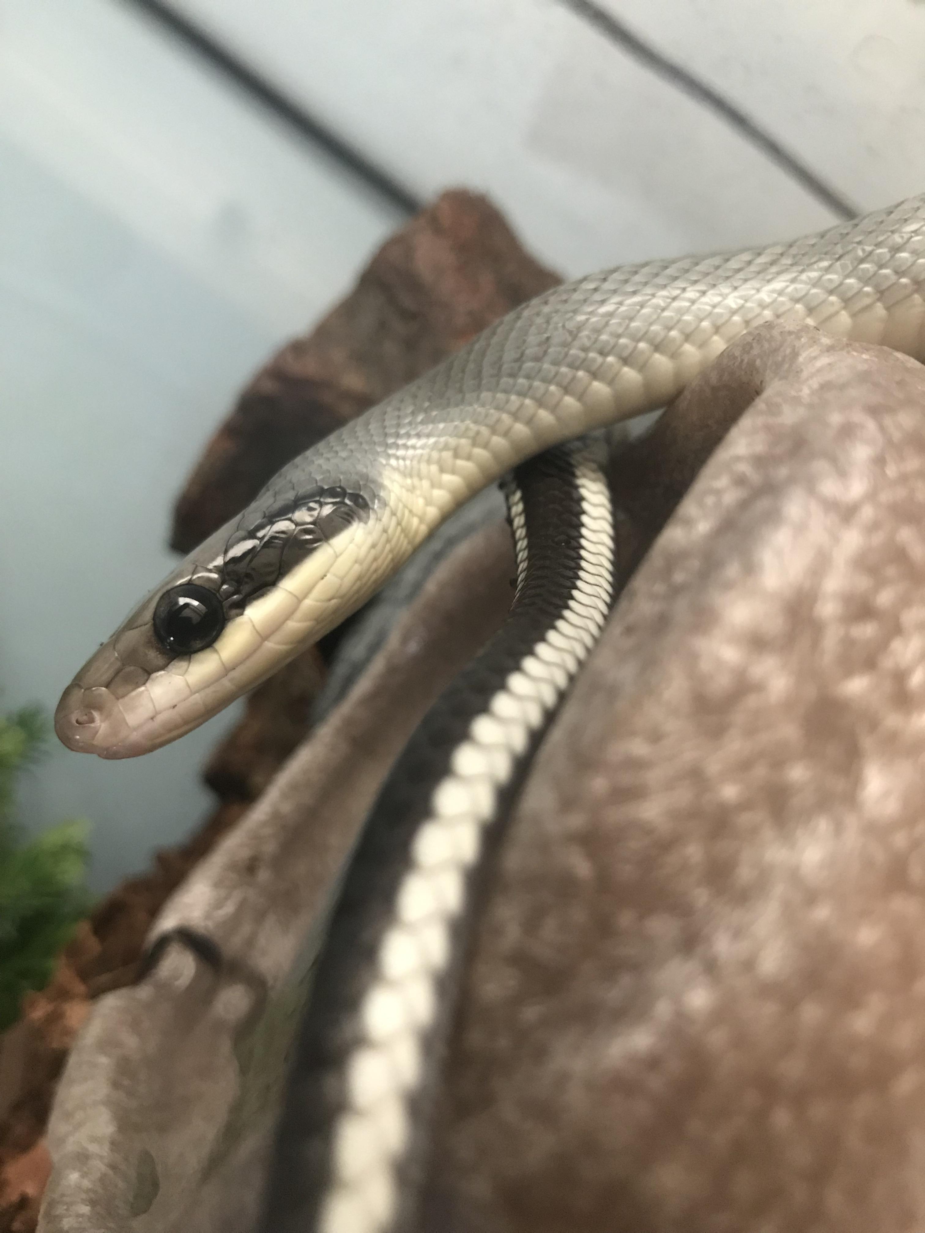 My blue beauty rat snakes eyeliner is just on point in this one, the