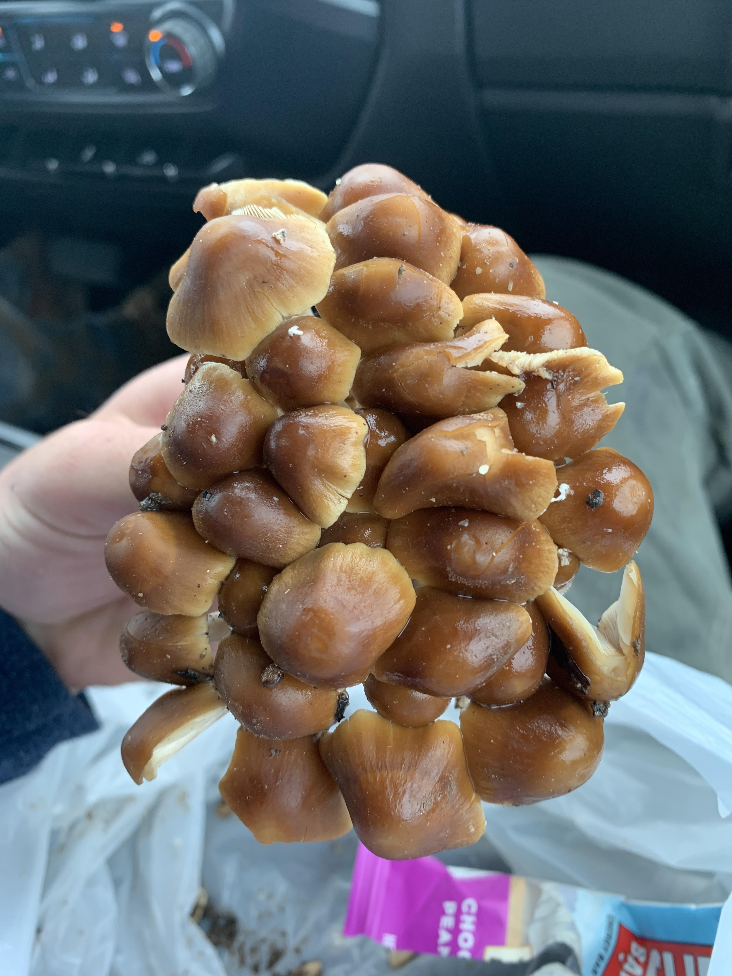 Hello I’m new here but I found these mushrooms on my job site today