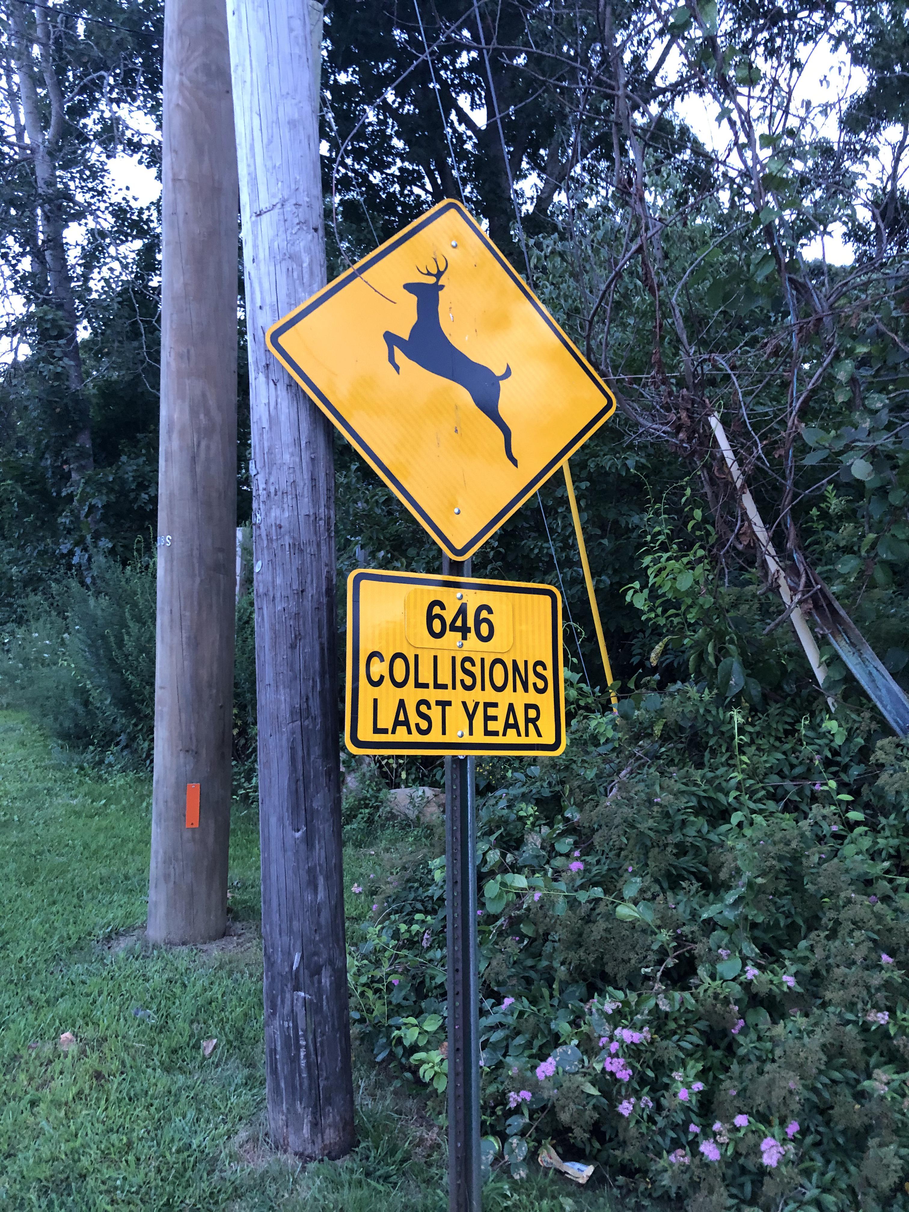 The amount of Deerrelated accidents in Montauk, NY. r/oddlyspecific