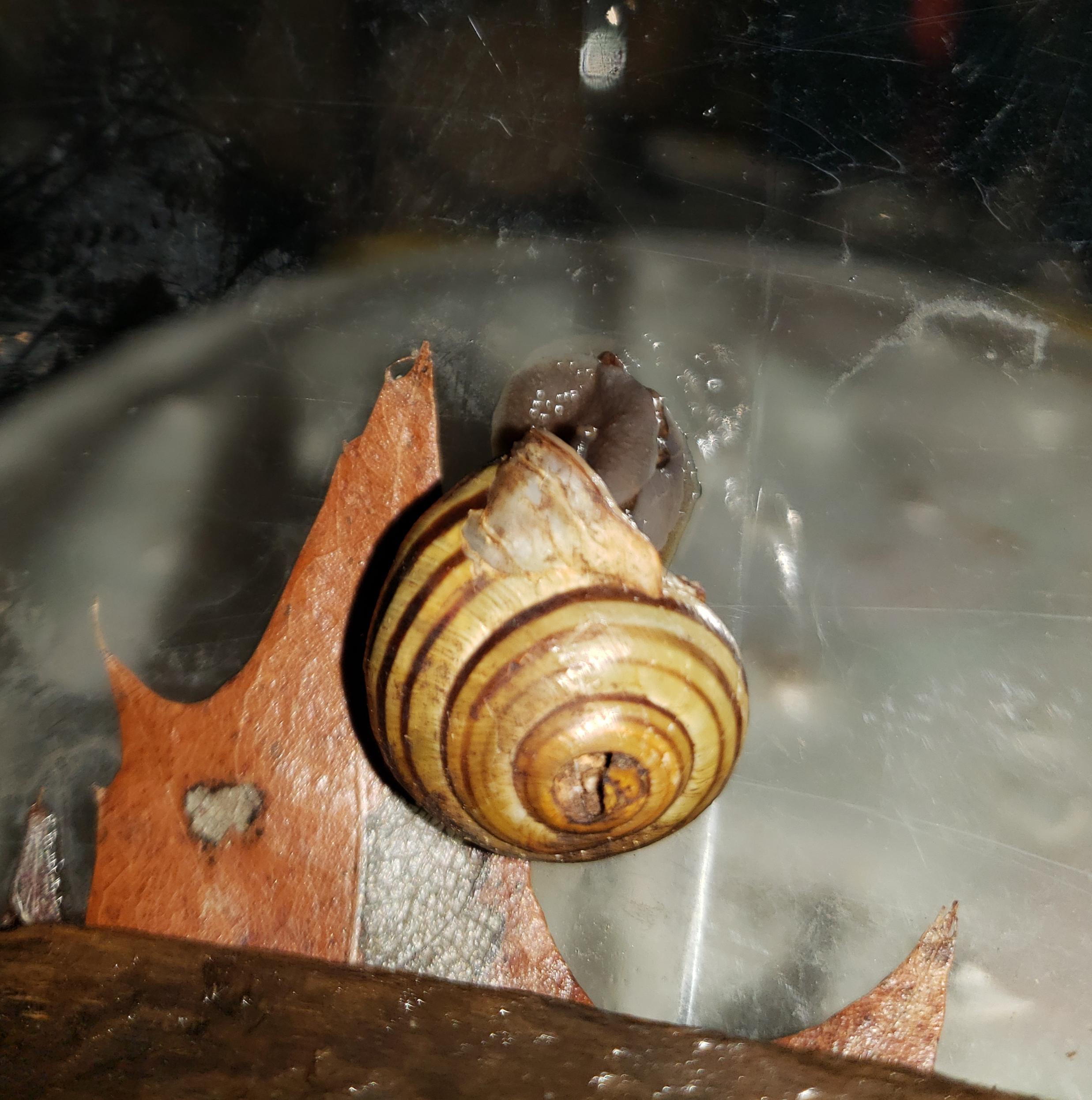 What's this snail I found in Ontario, Canada? r/snails