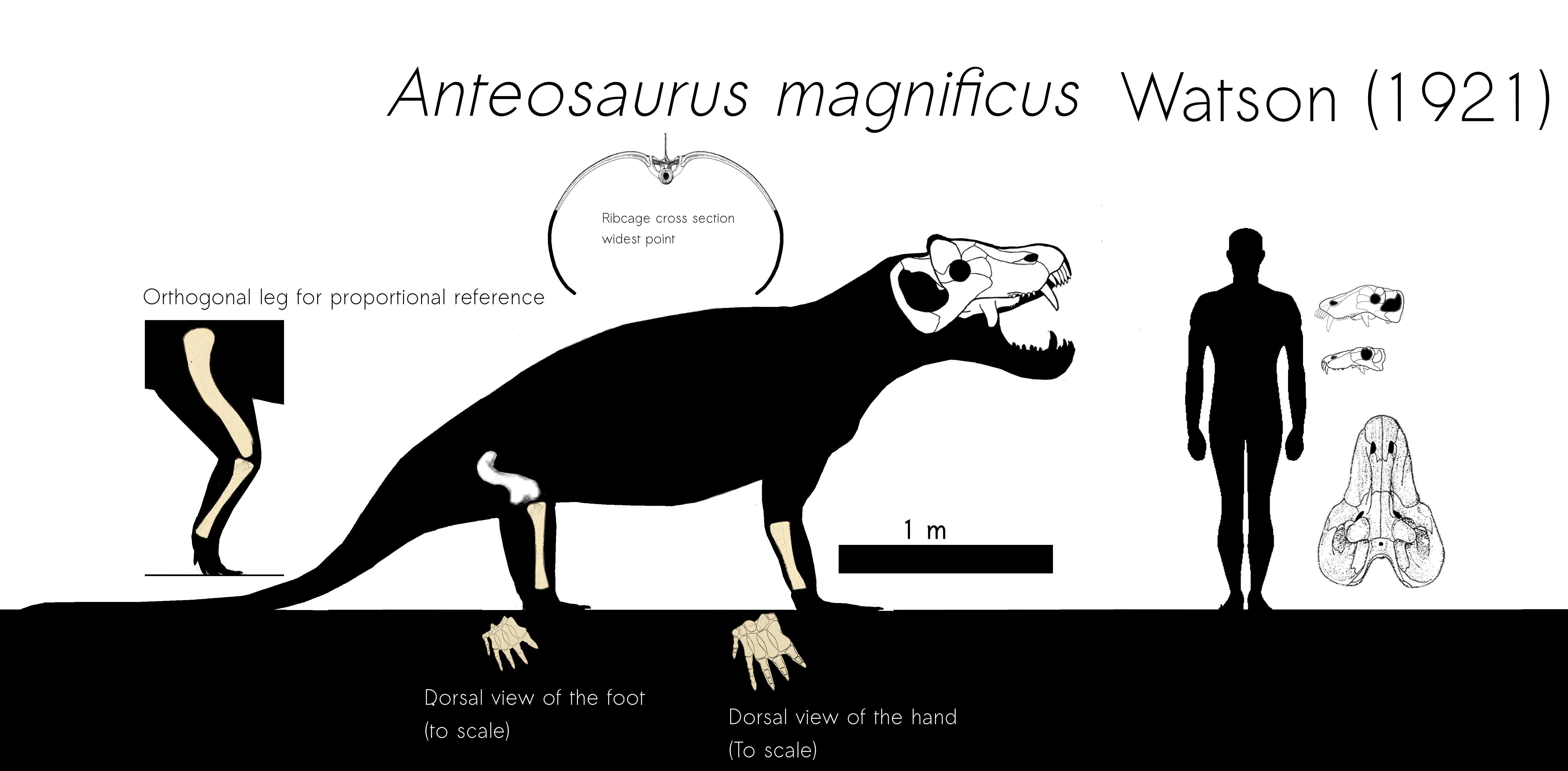 Anteosaurus, the largest Paleozoic land predator. r/Naturewasmetal