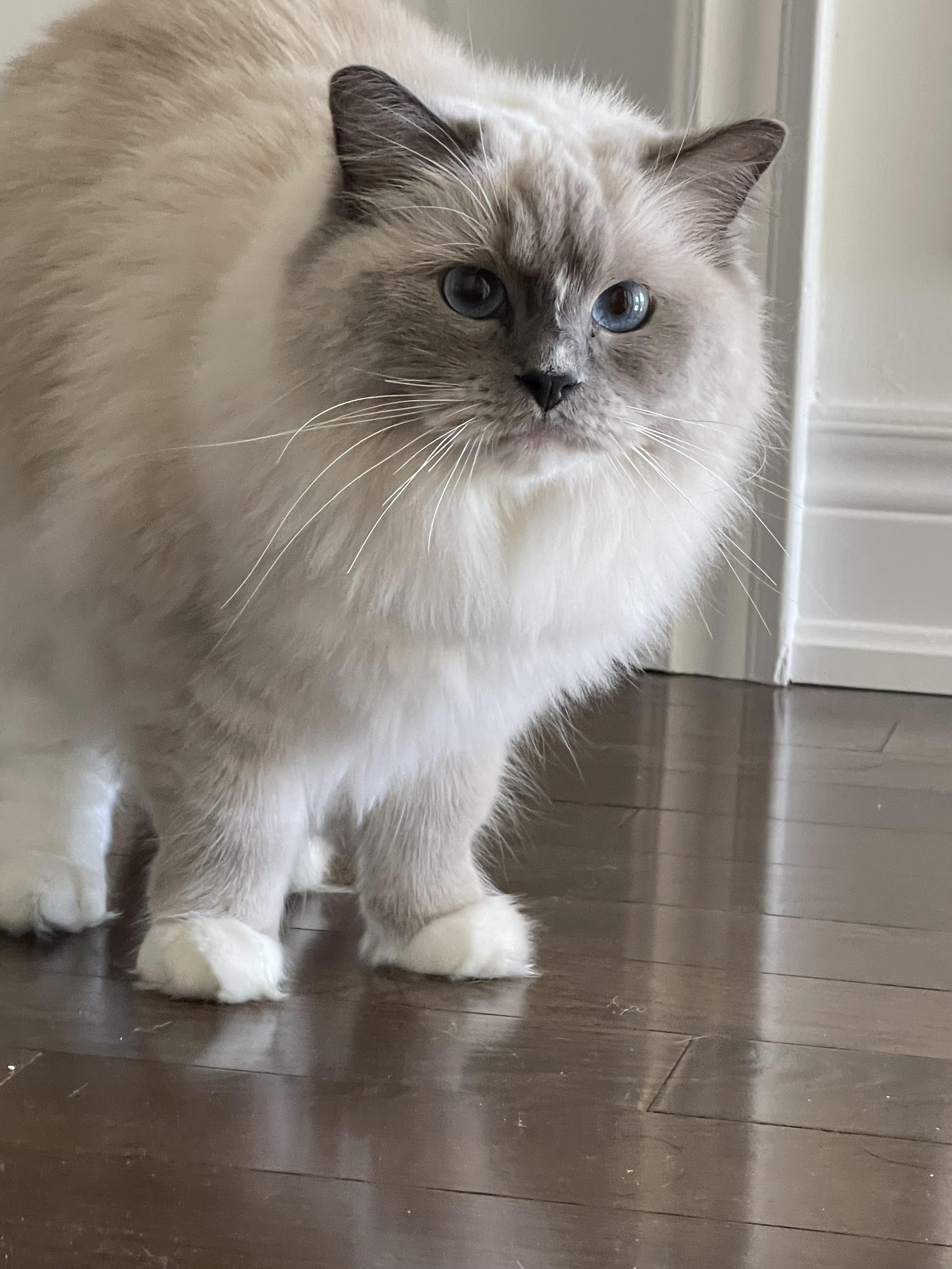 2833 best r/ragdolls images on Pholder Our boy had to get shaved due