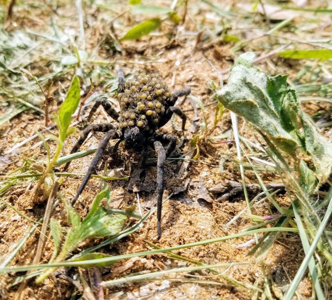 Huge Wolf Spider carries her babies on her back in North Carolina r