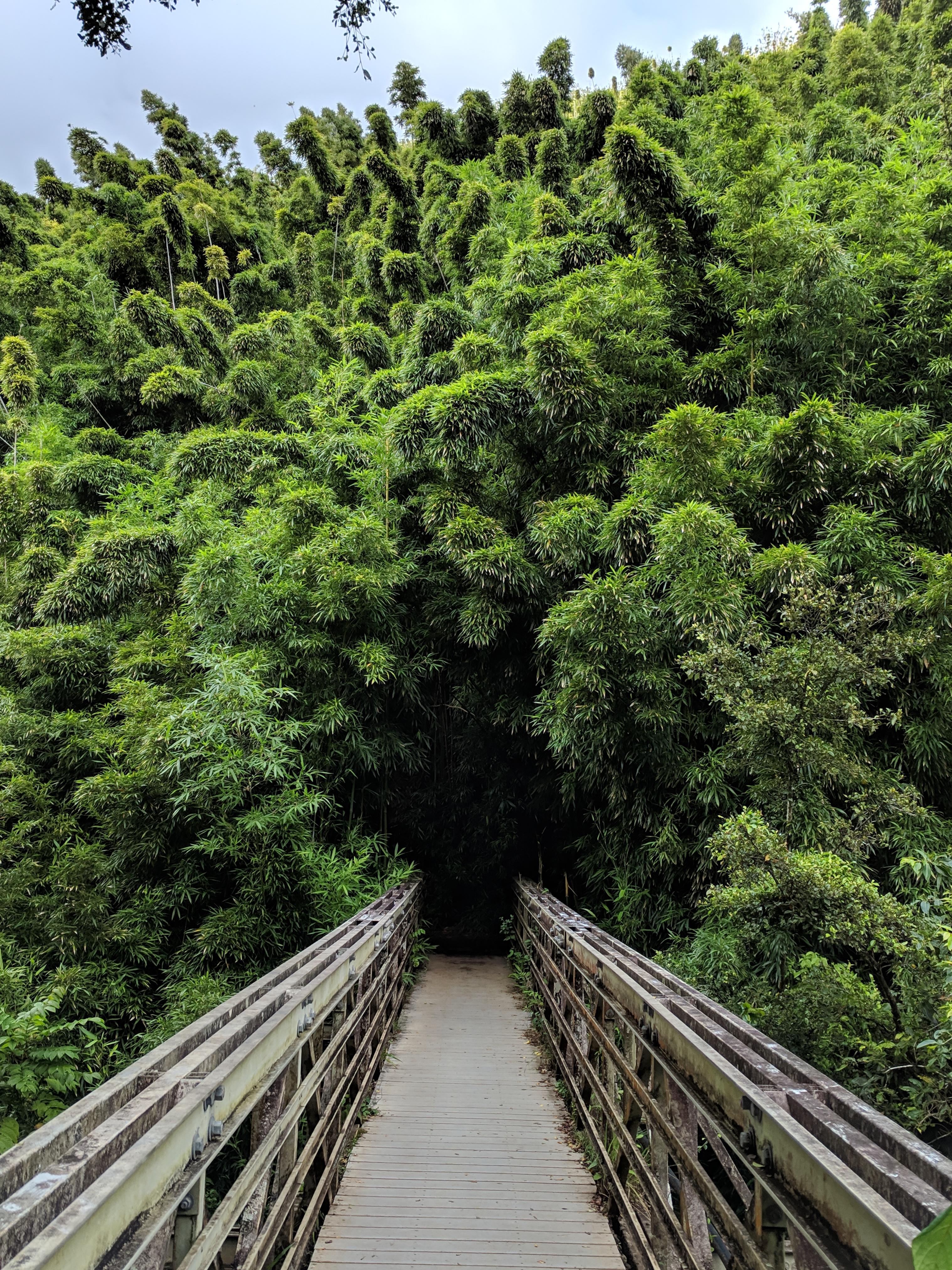 Into the Bamboo Forest at Haleakala National Park, Hawaii [3036x4048