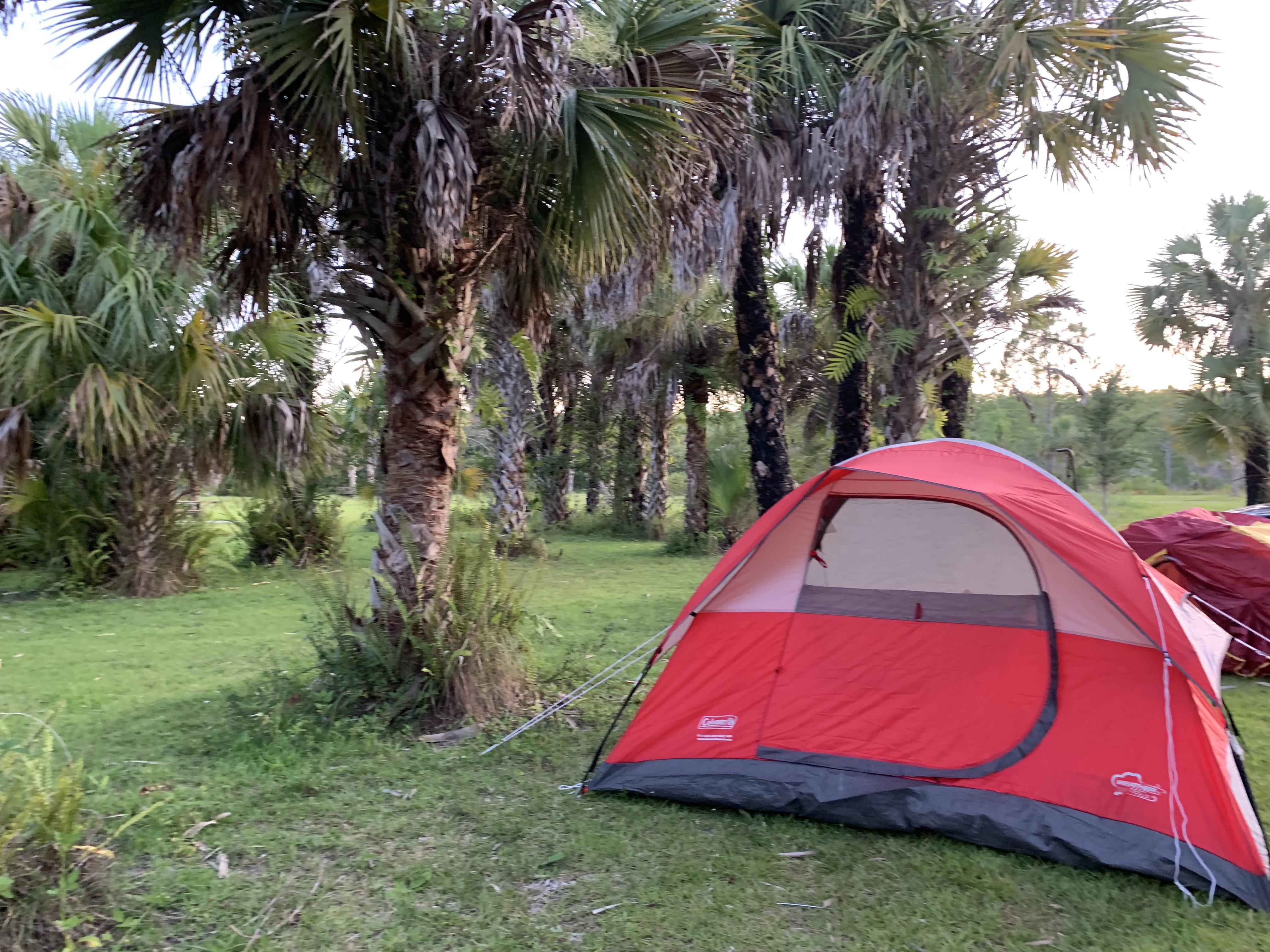 Middle of the Evergaldes and we had the campground to ourselves (Bear