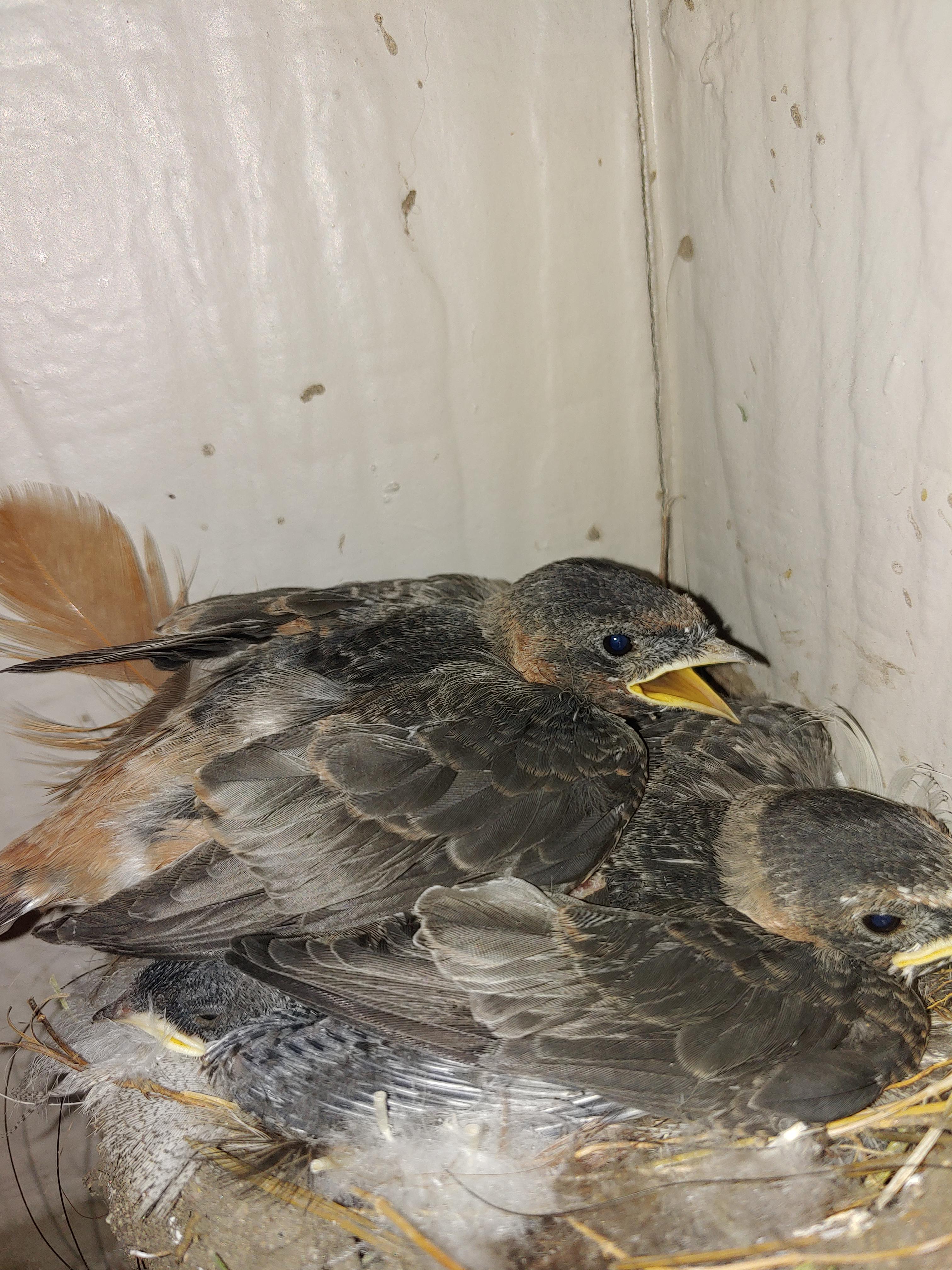 Added these 2 cliff swallows that fell out of their nest into a barn
