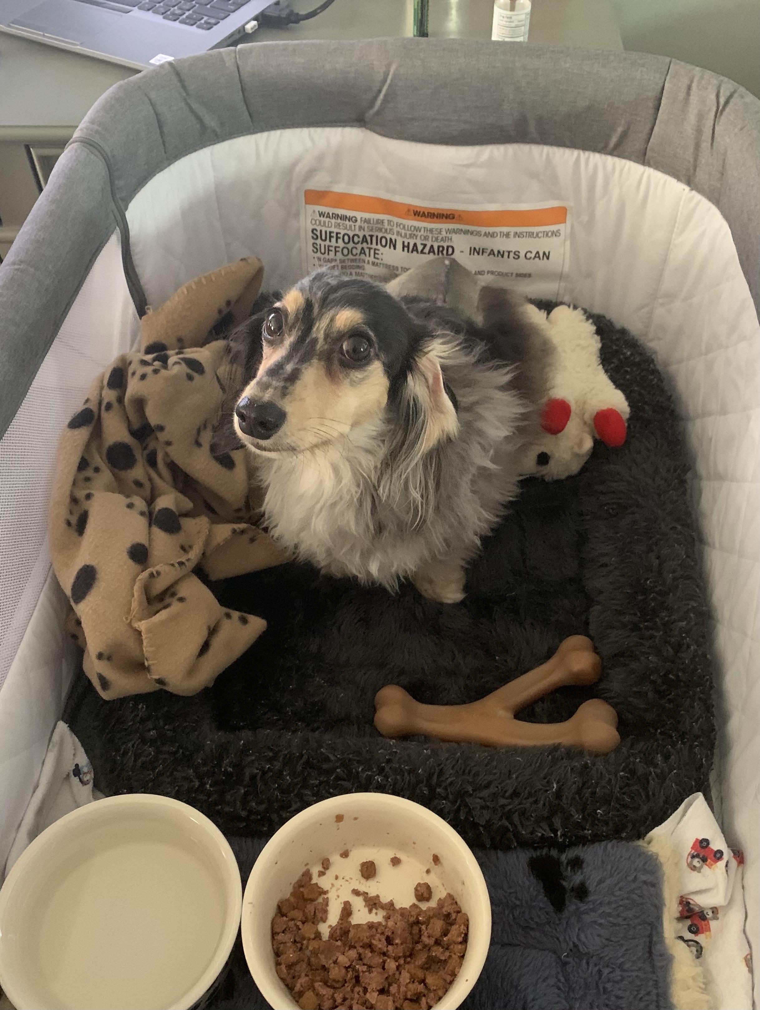 First day home after IVDD surgery, any tips or suggestions post op would love! r/Dachshund