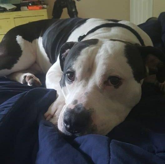 Reddit meet Odin aww