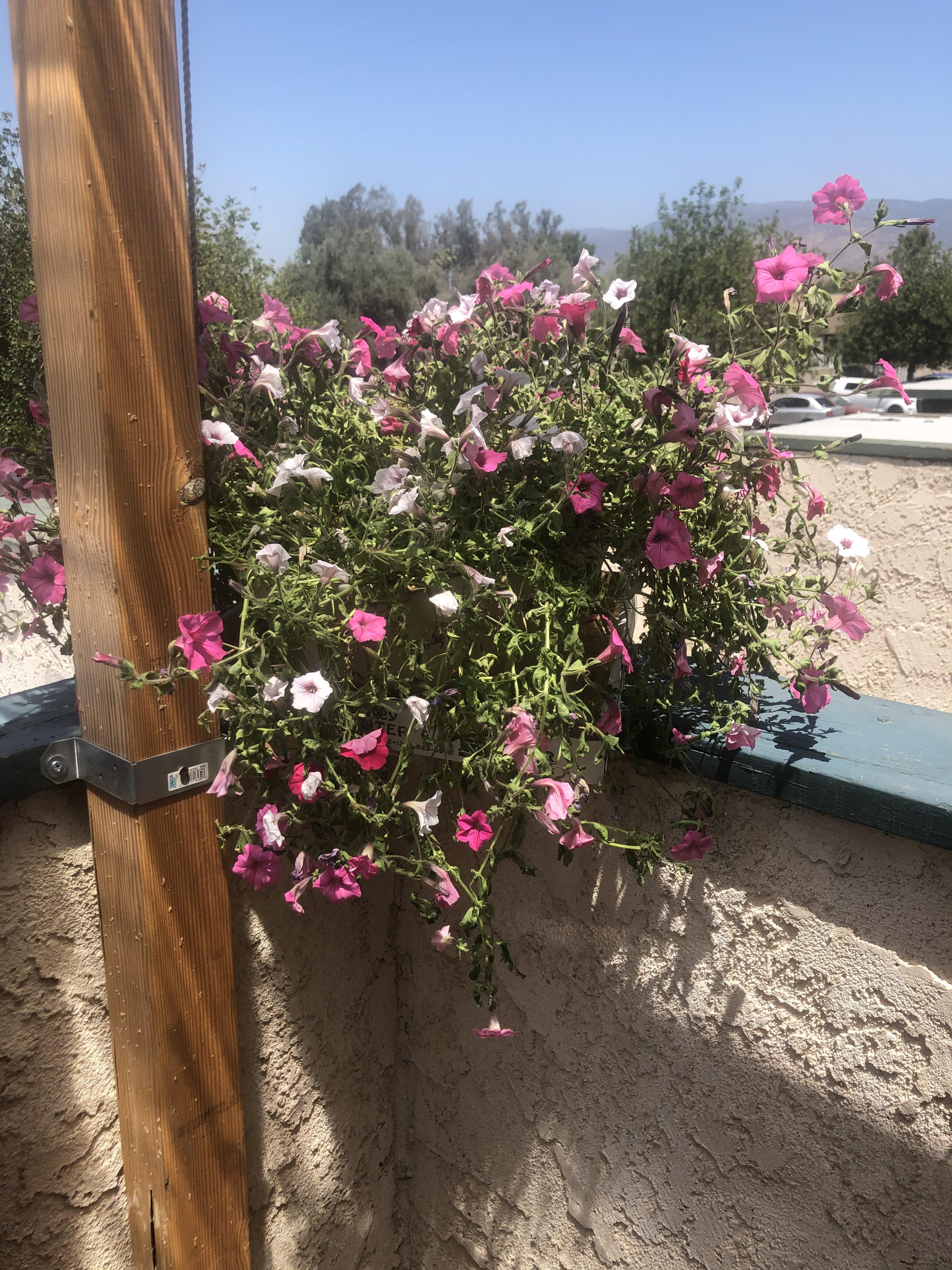 Completely new to having flowers why are my petunias dying? (More in
