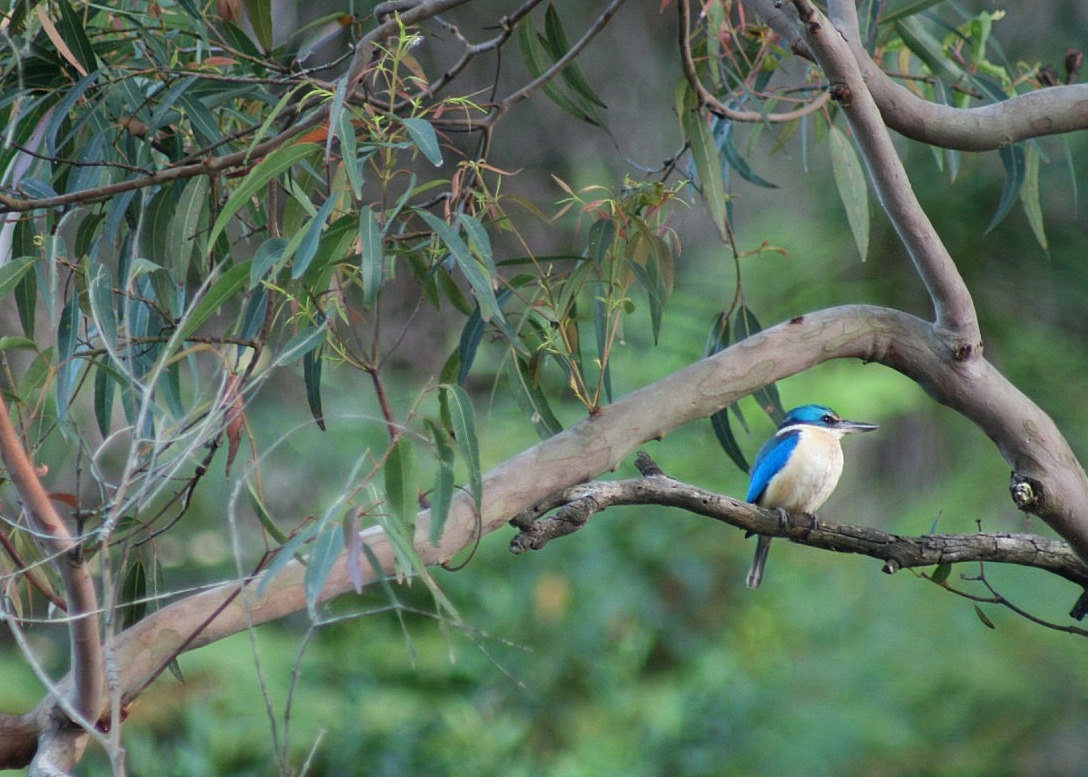 Check this little beauty. Forest Kingfisher hanging out near the boat