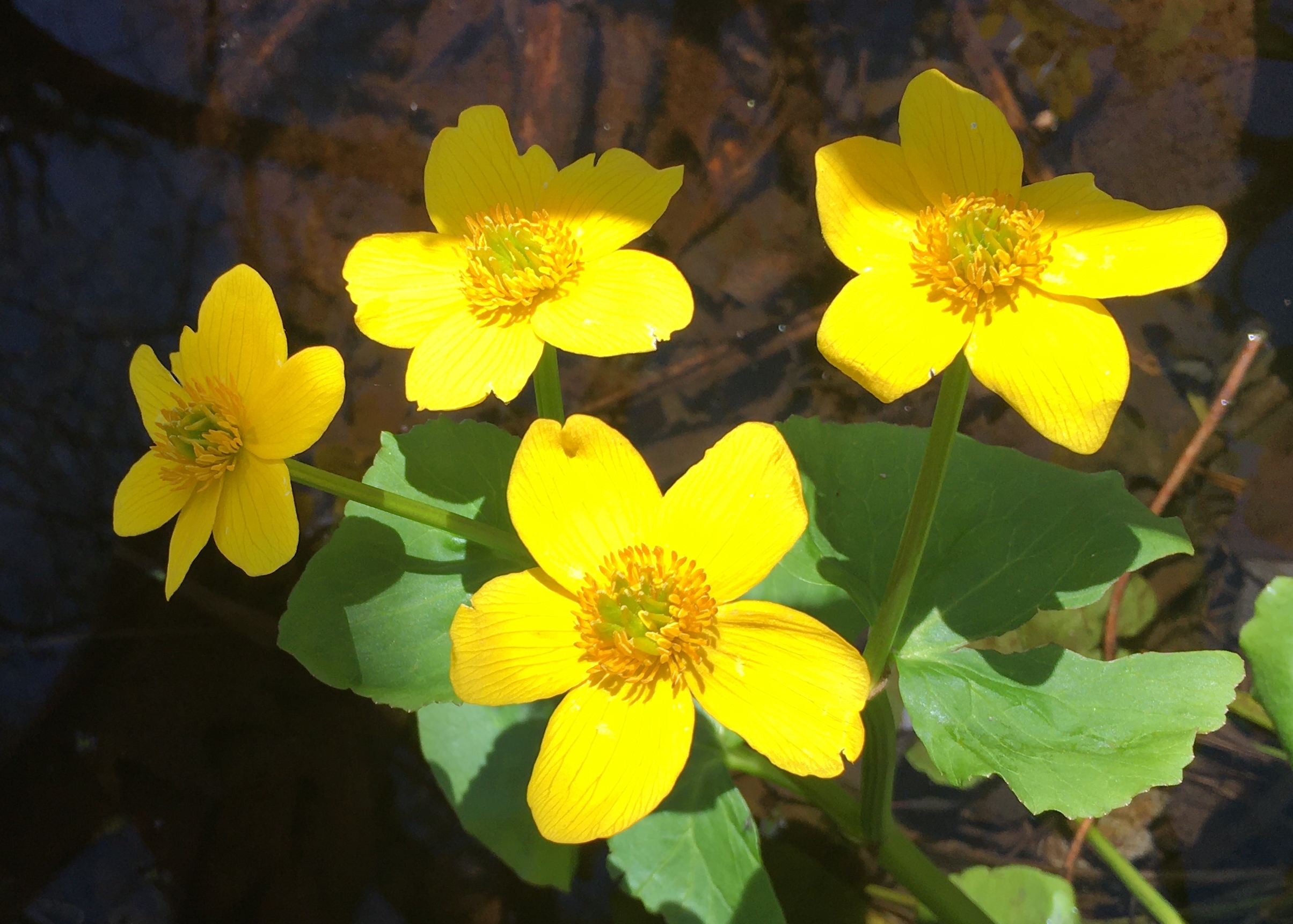 41 Hilarious Marsh Marigold Puns Punstoppable 🛑