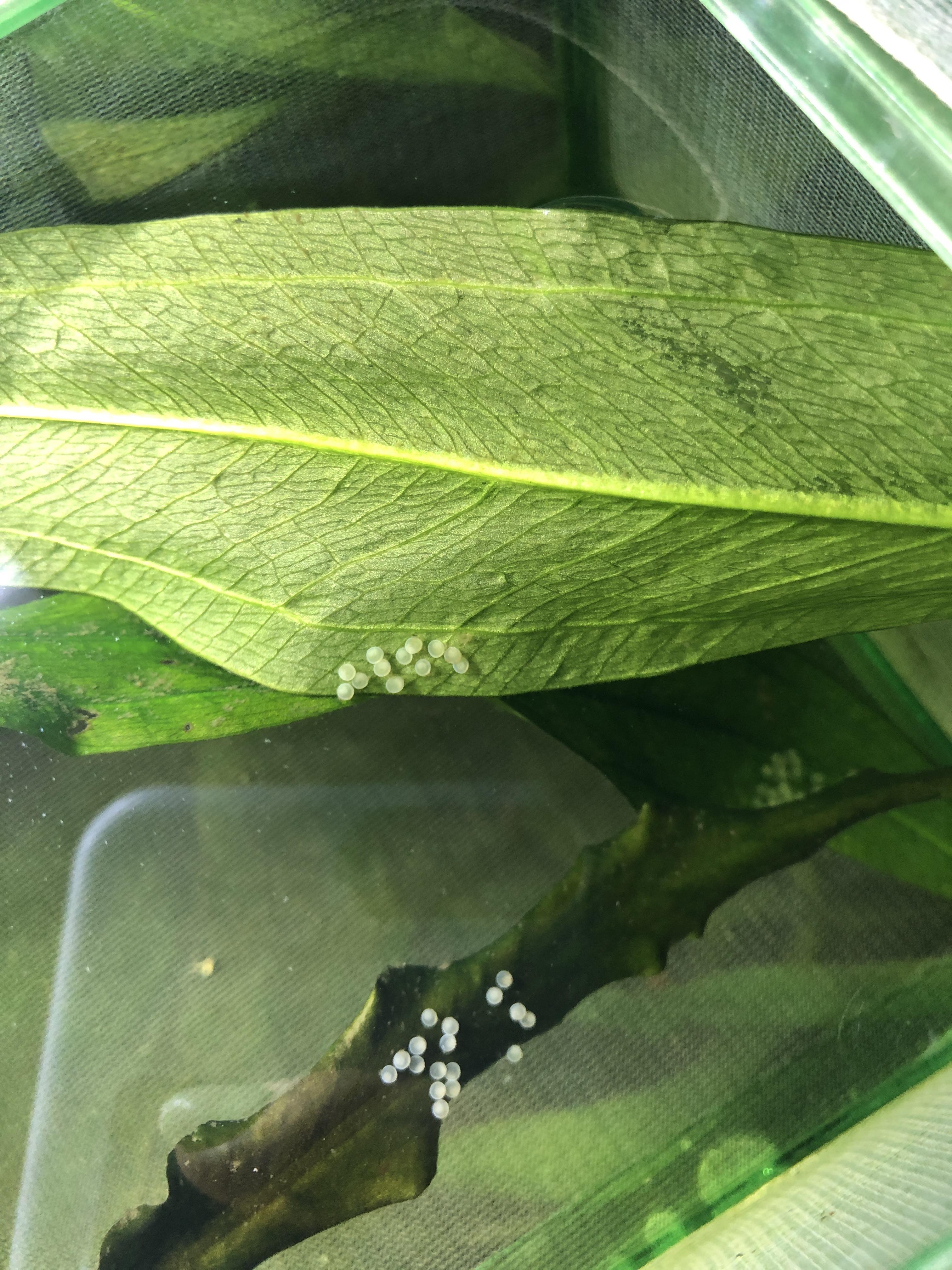 This is my first ever experience with Cory Catfish eggs. I’m honestly