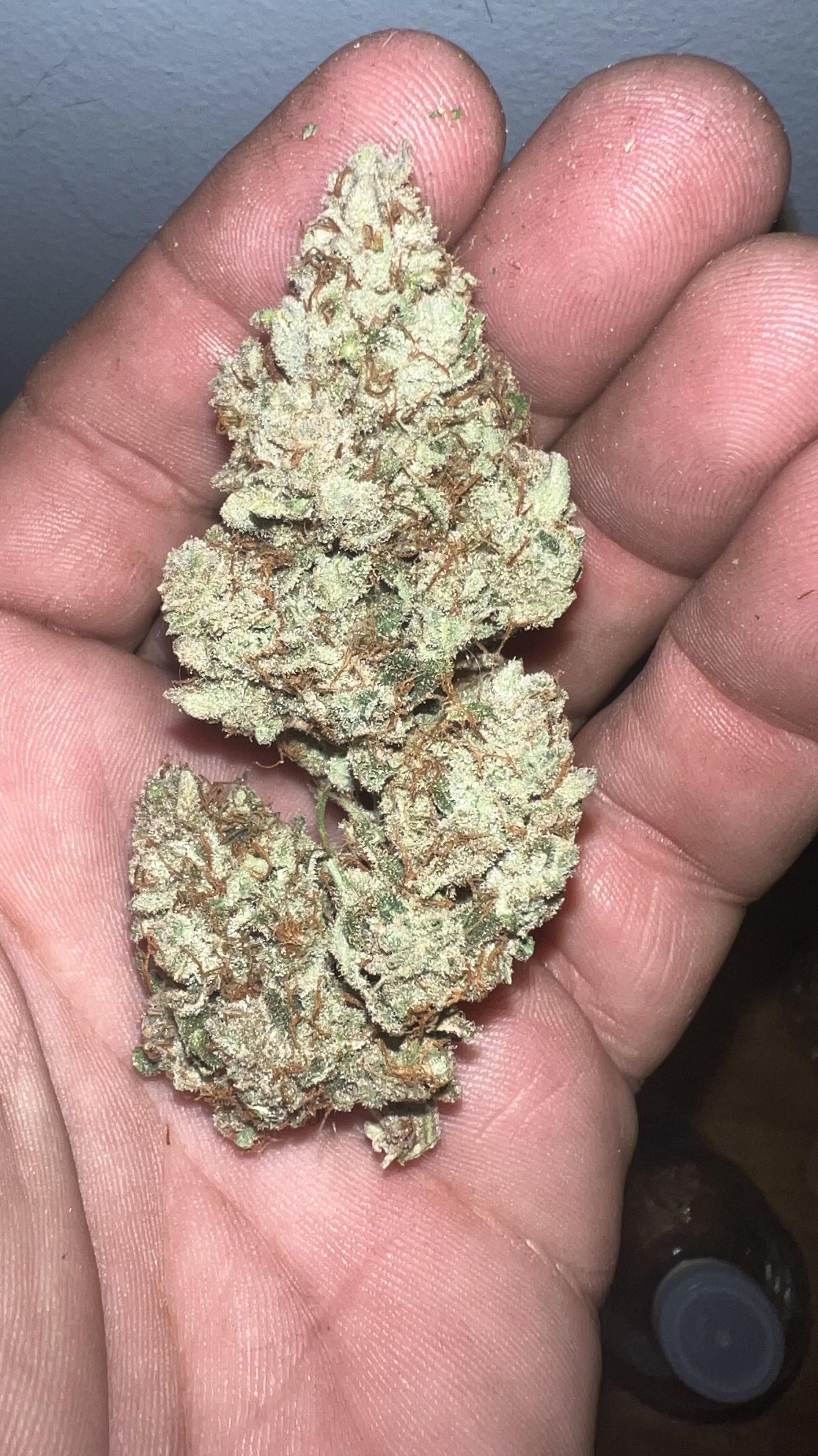 Skywalker x CDLC x NCH Freebie before going in the grove bag r/MephHeads