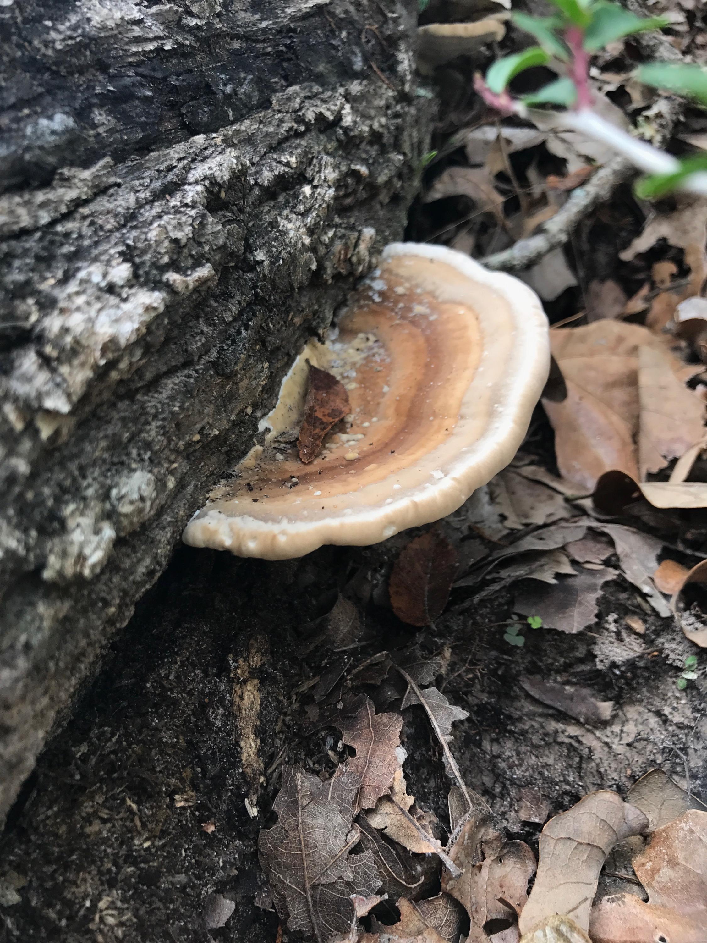 [ID Request] Shelf Fungus? r/mycology