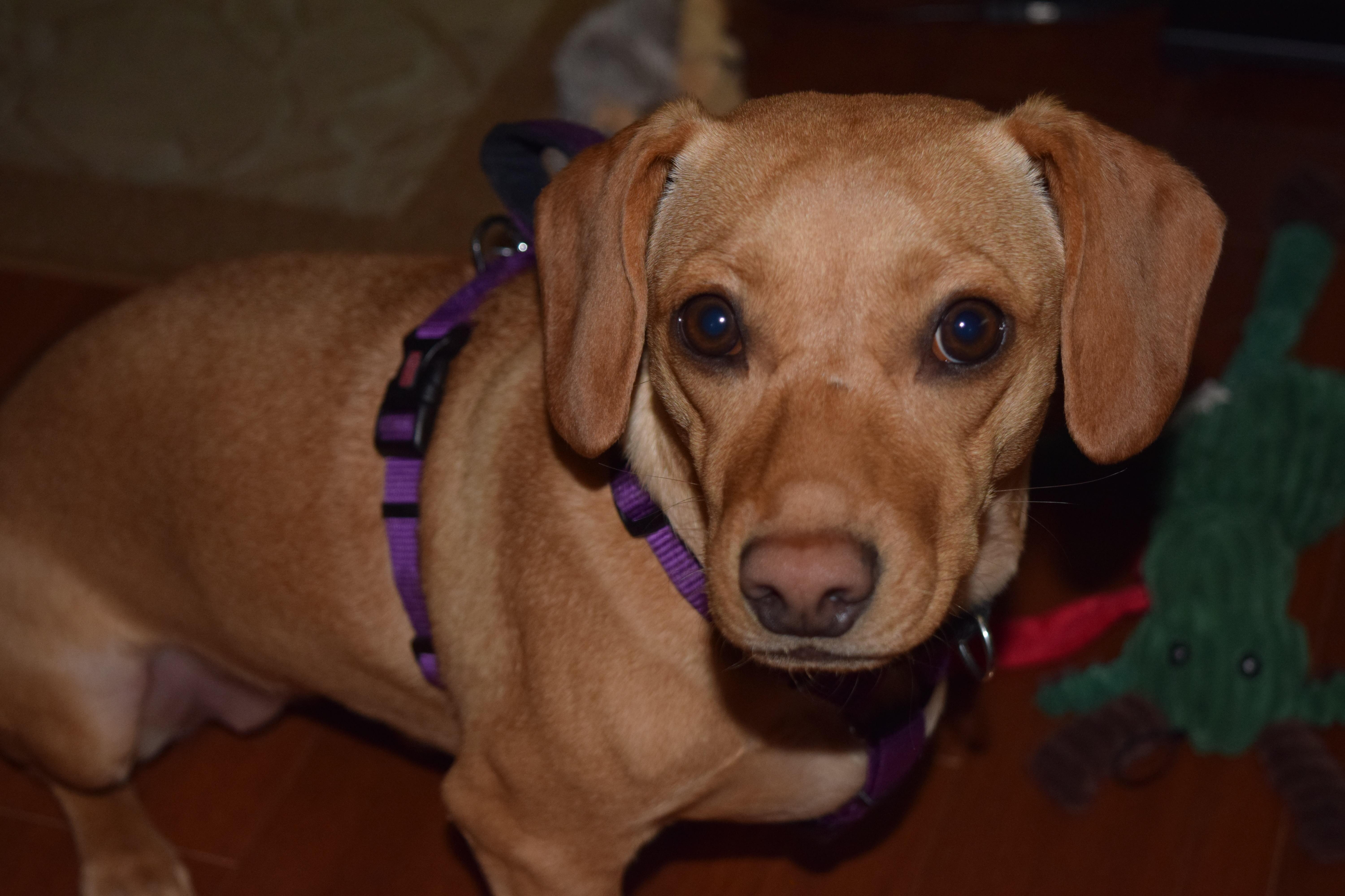 Bulldog Dachshund Mix