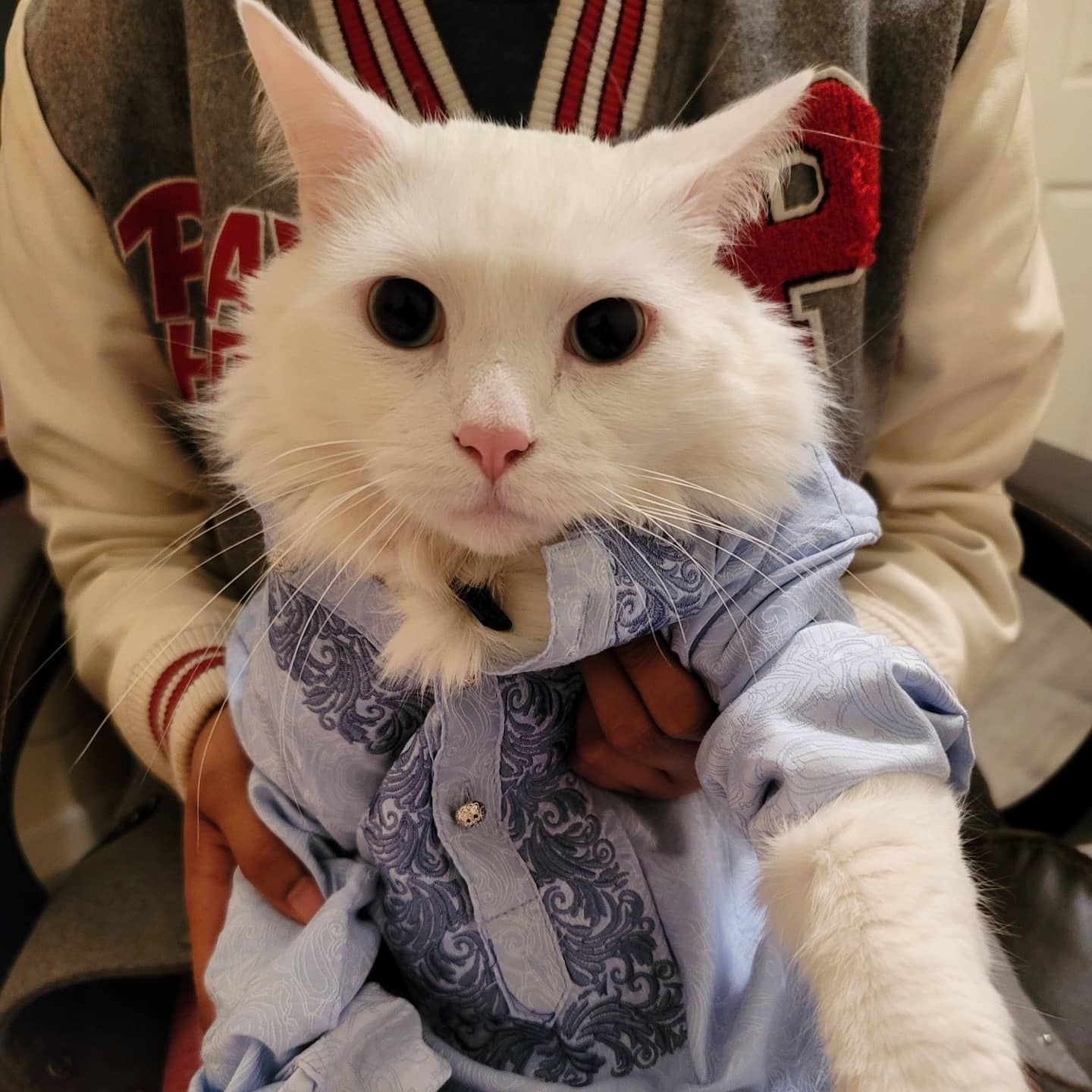 A cat in Courtyard of Haram During the Hajj of 2009 CatsAreMuslim