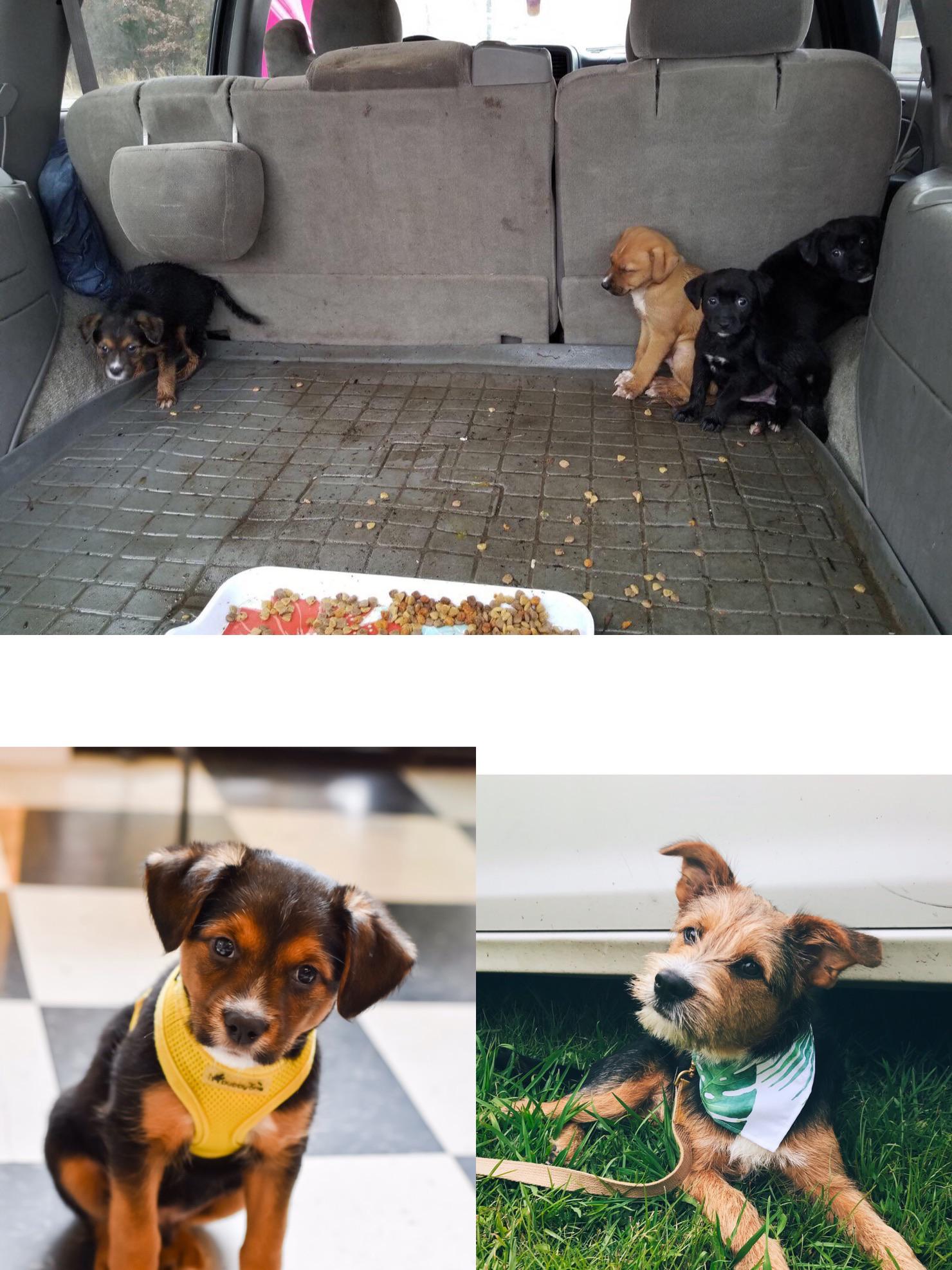 A year ago today, my coworker found someone giving away puppies from an