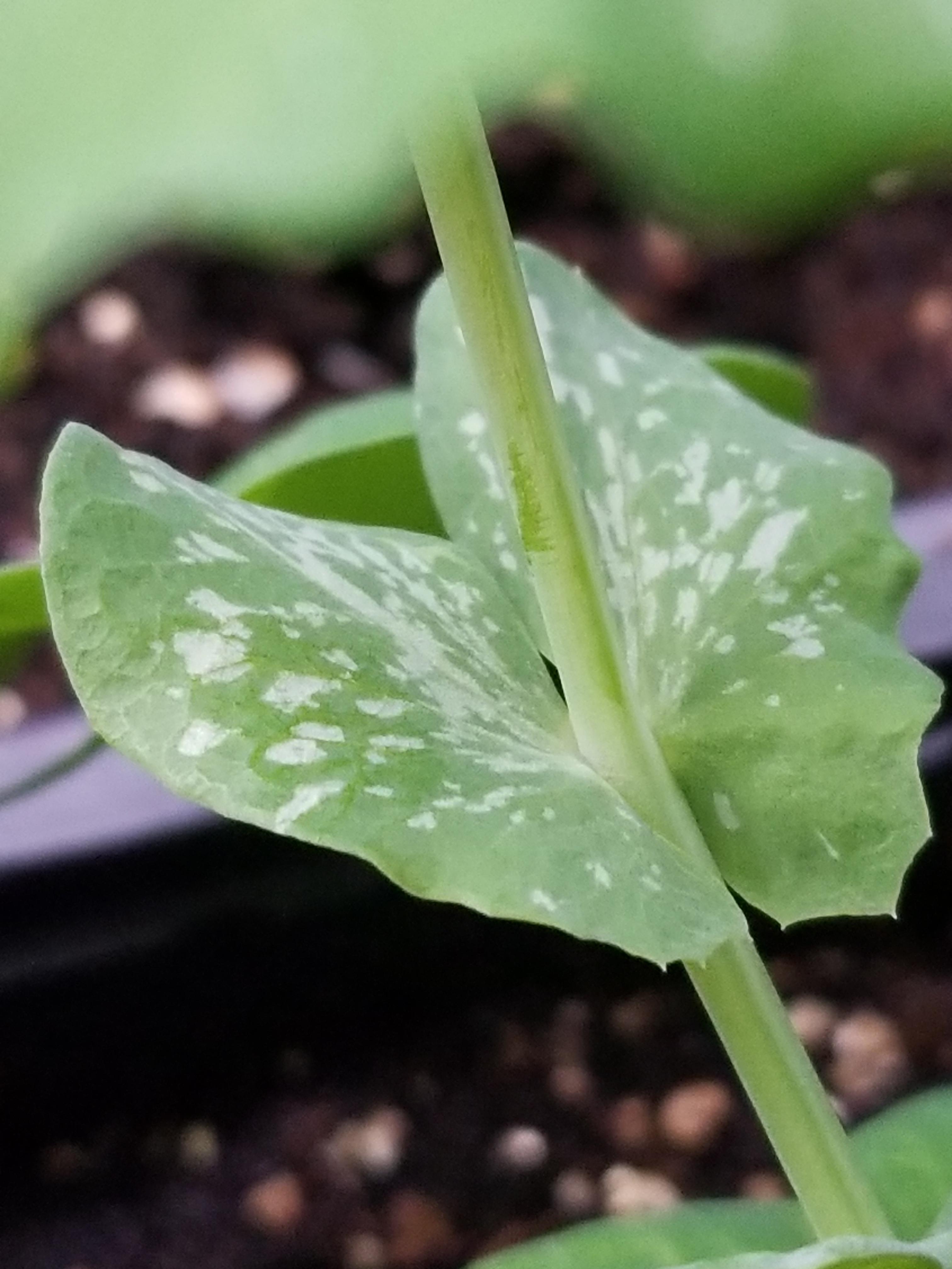White spots on pea seedlings (not mildew) r/gardening
