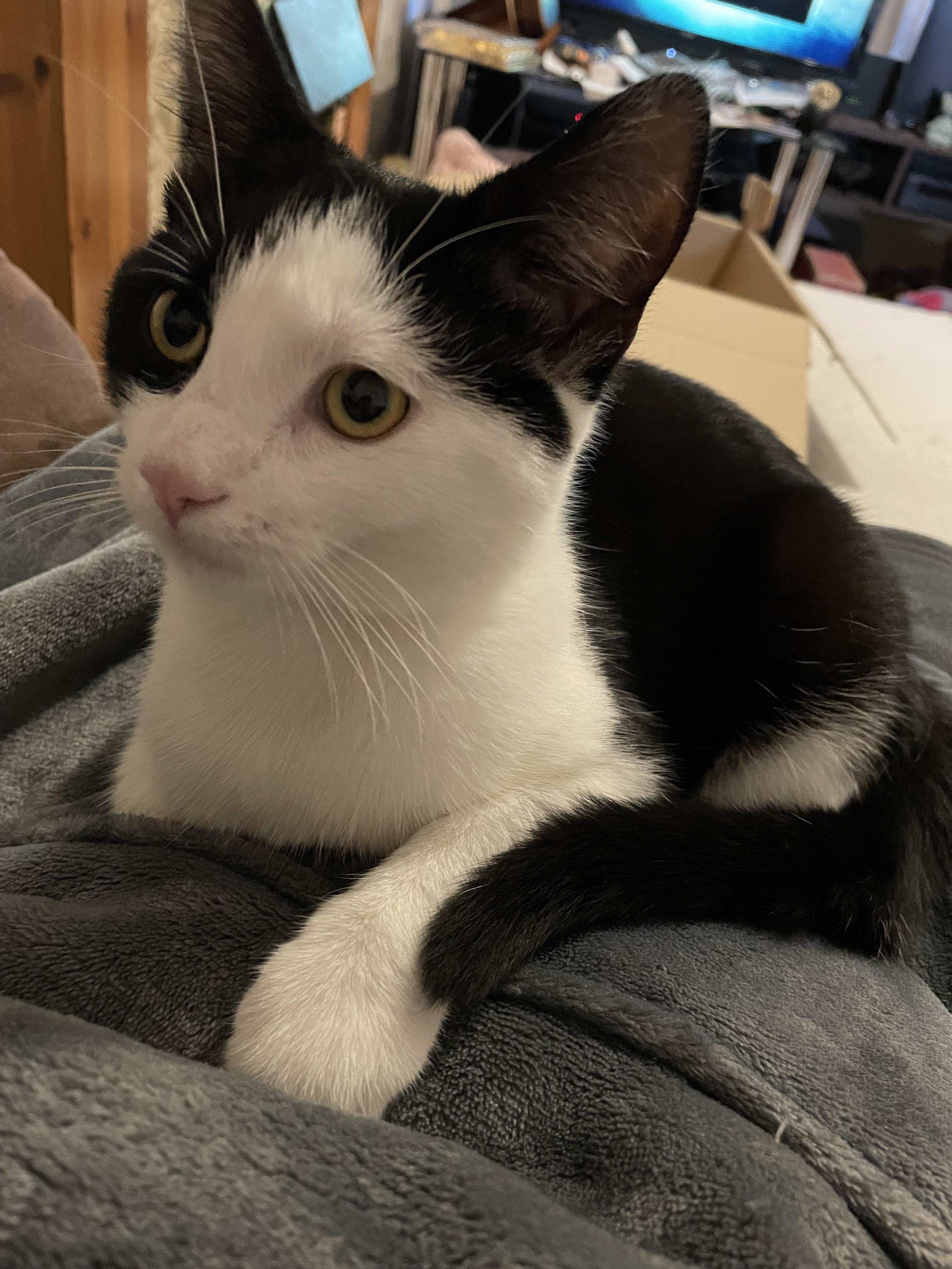 Why does my 8 month old kitten take food out of her bowl and bring it