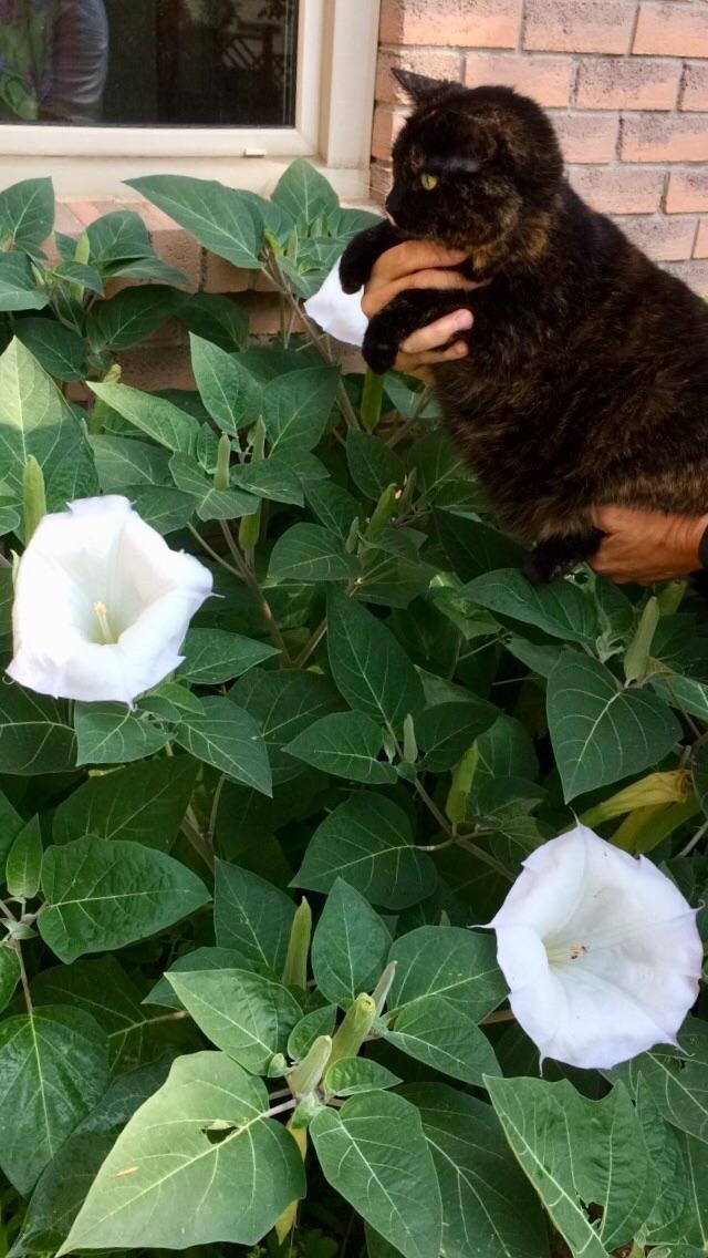 These moonflowers come back on their own every year... cat for scale