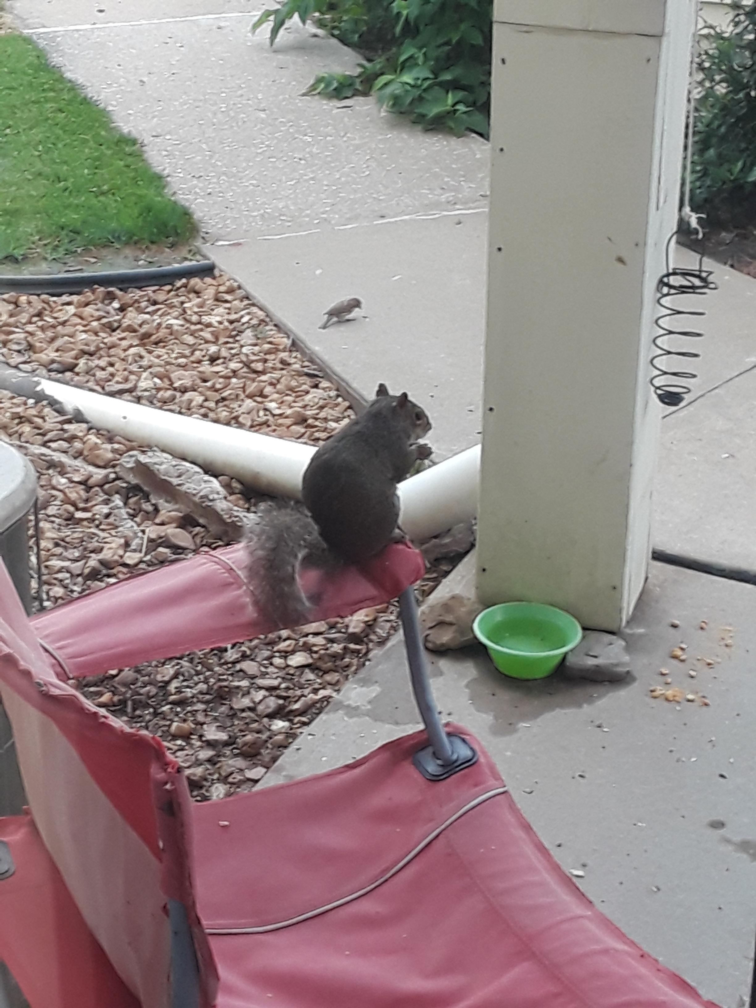 Eating on a lawn chair r/squirrels