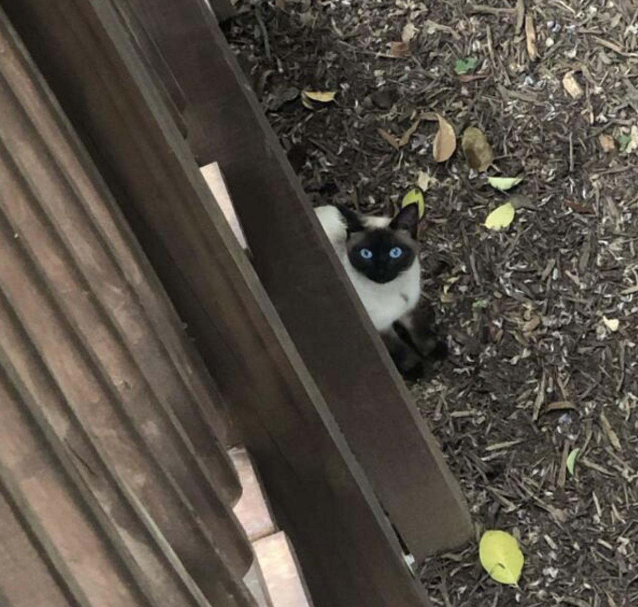 This beautiful stray had to be relocated and I volunteered... (more in