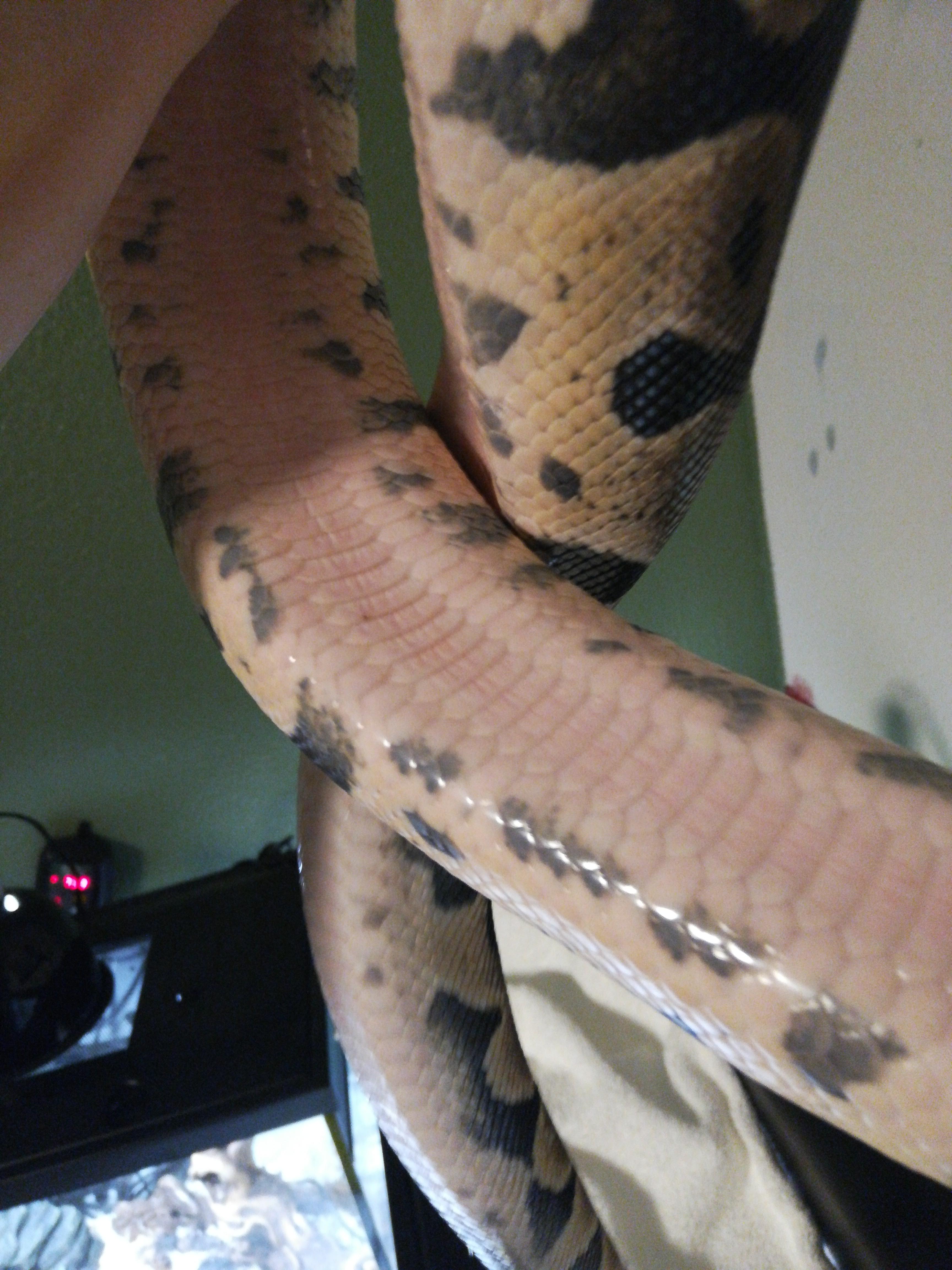 His belly is pink, and he's on the verge of shedding. Is this normal