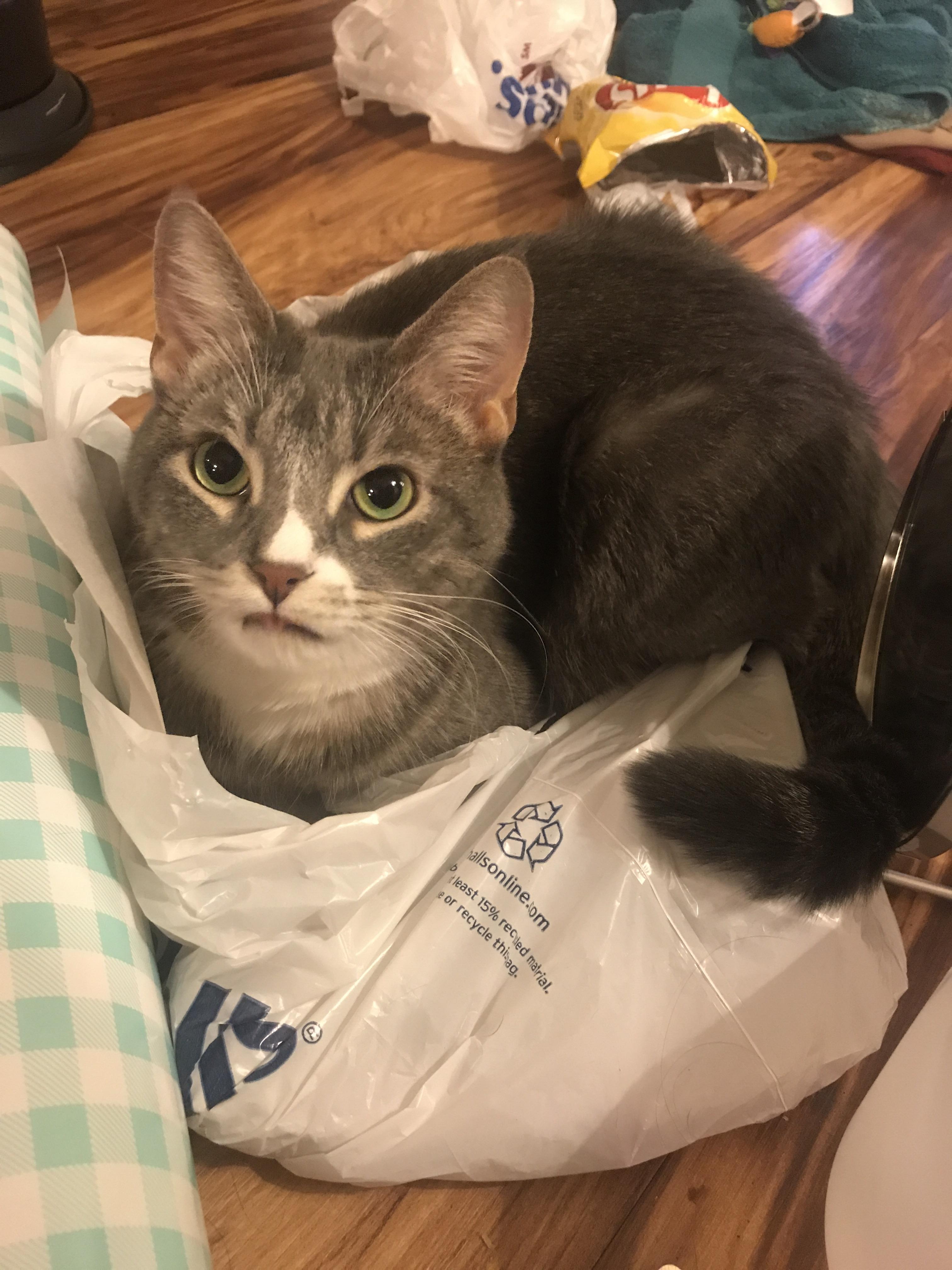 My cat Lola likes to spend most of her time in grocery bags. r/cats