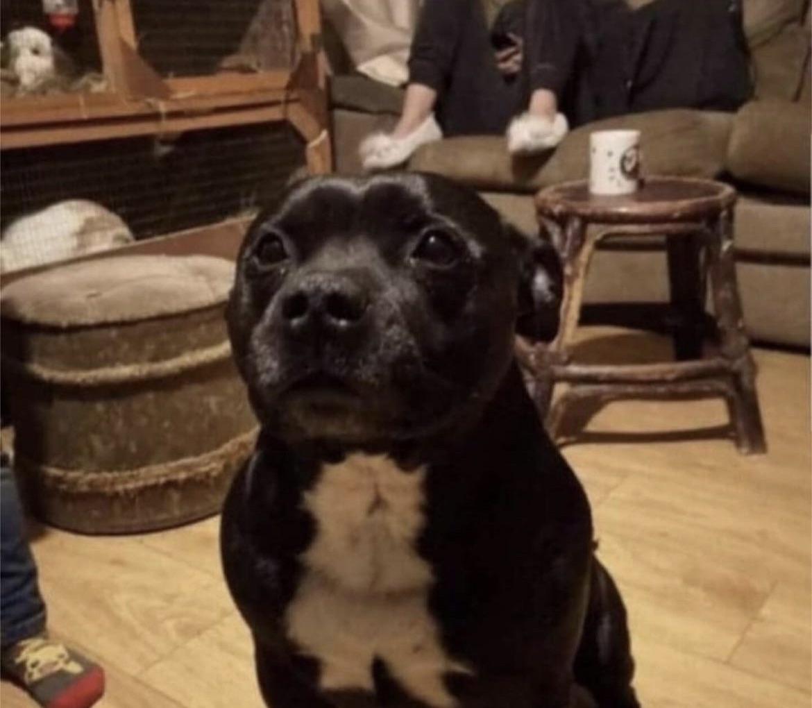 The dog’s chest markings look like a cat midsneeze. Images