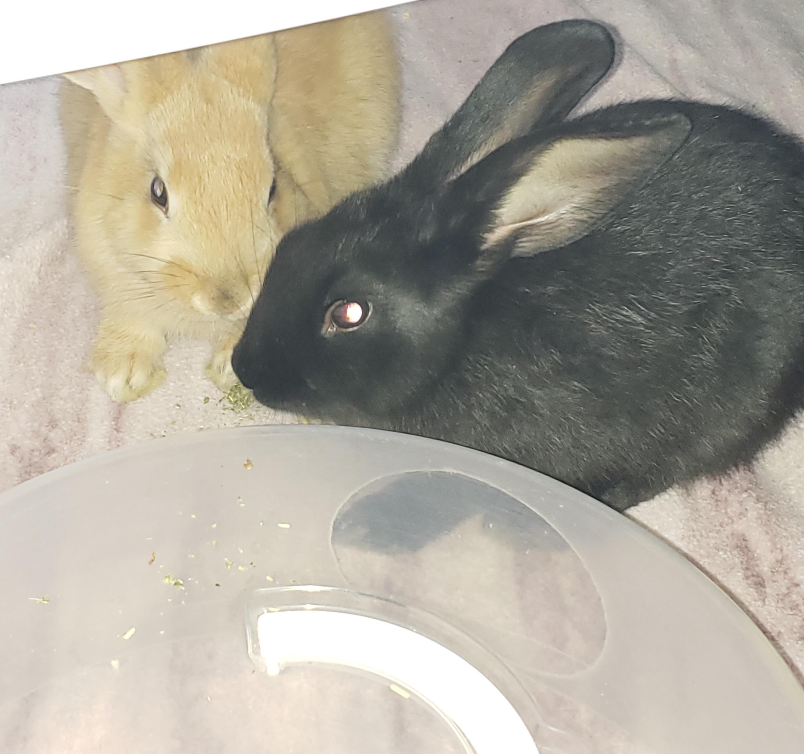 Just got these two! Expert animal rescuer but my first time rescuing
