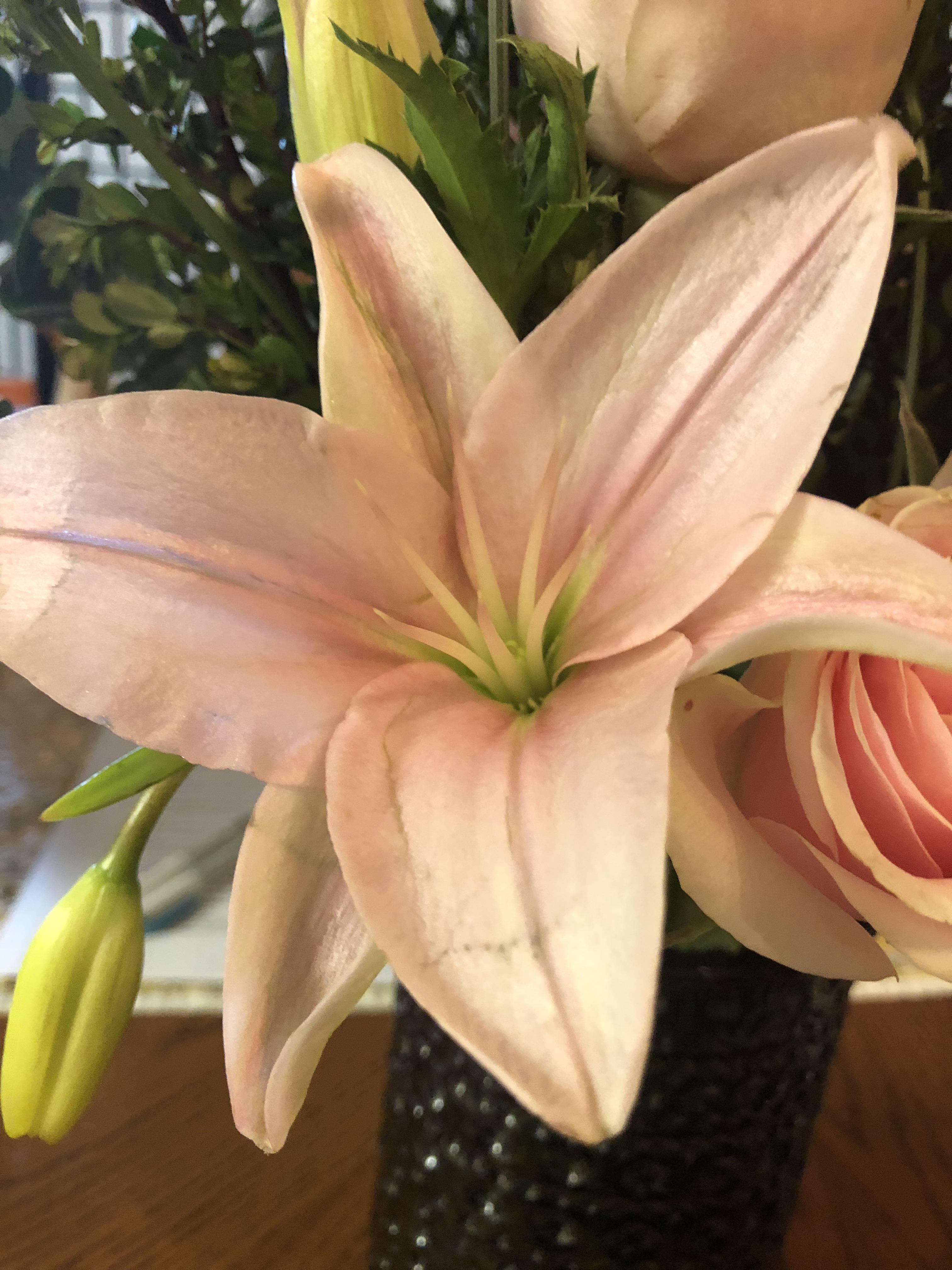What’s up with this lily? Why doesn’t it have the brown pollen heads