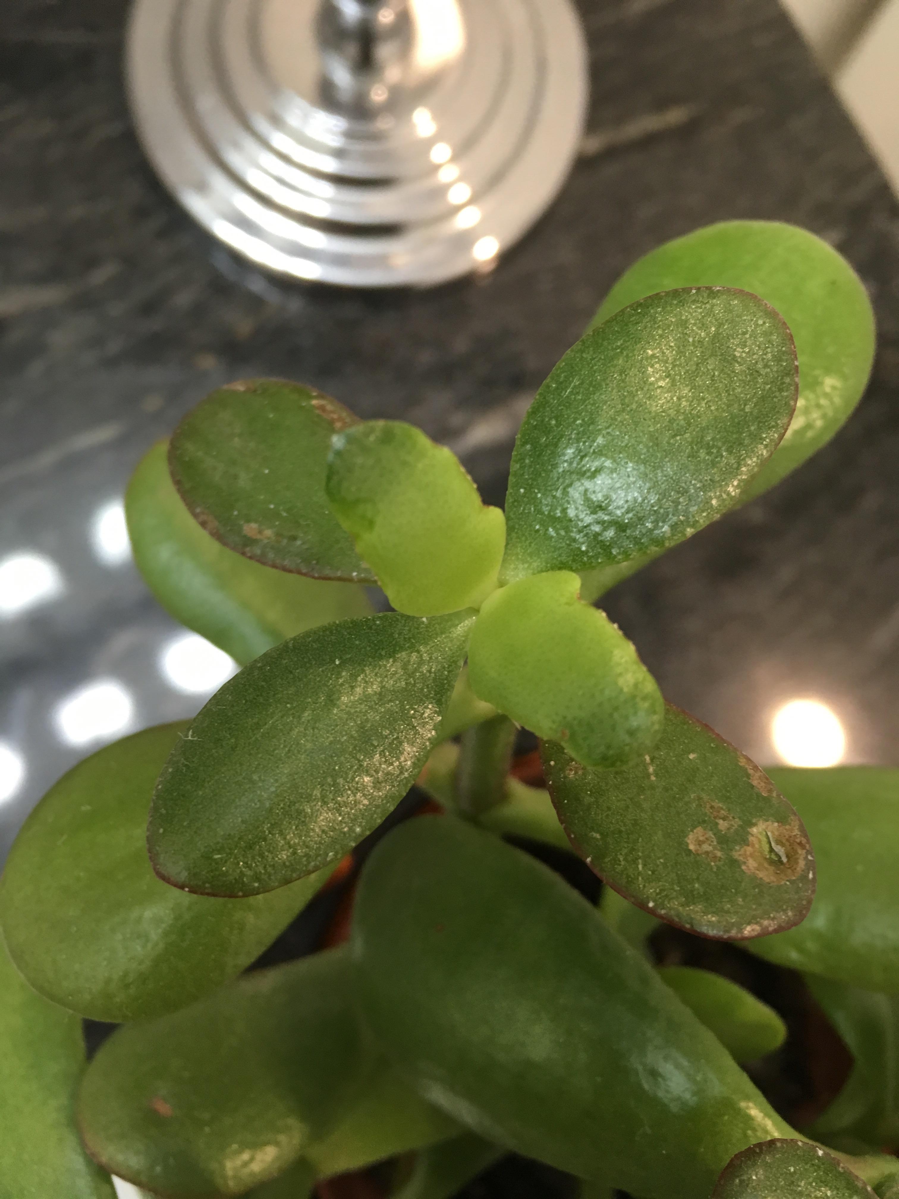 What is going on with my jade plant? Is this bugs or too much water
