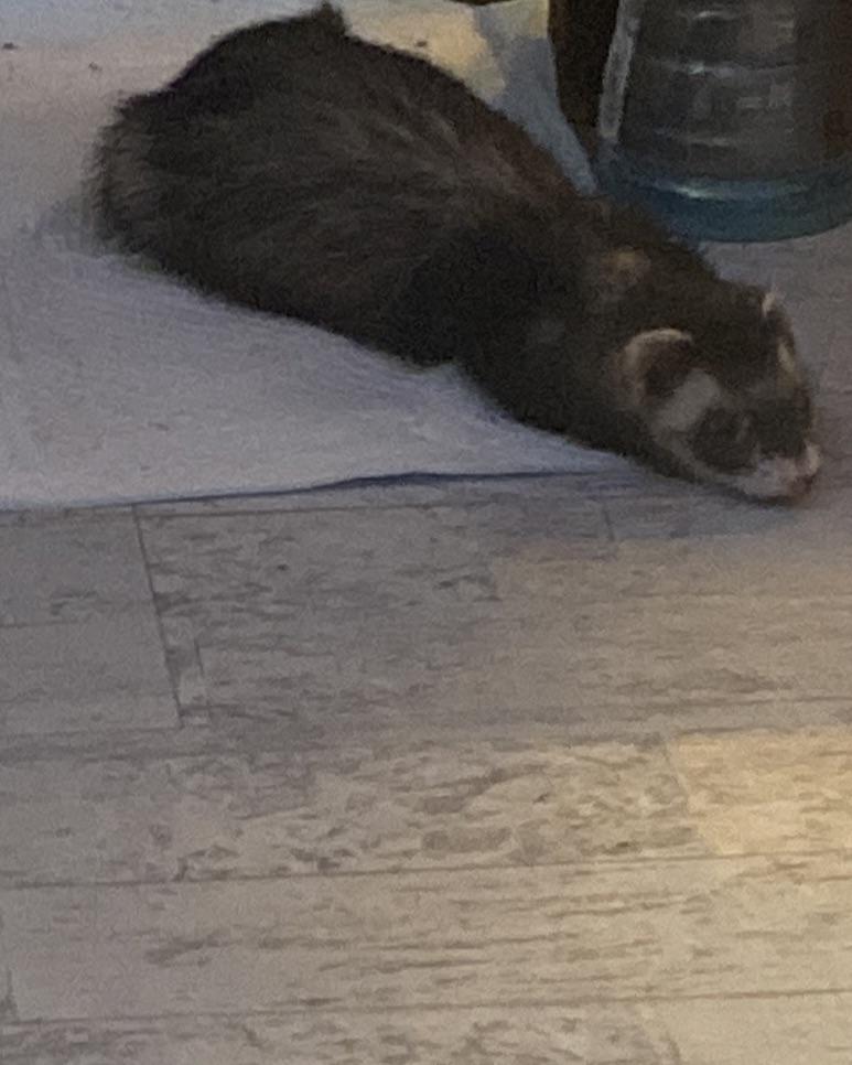 Does anyone else’s ferret just lay on the unused pee pads? r/ferrets