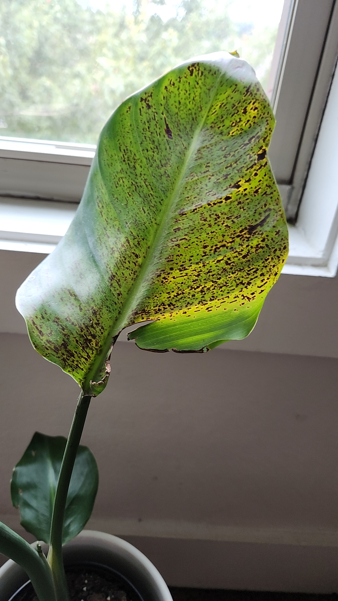 bird of paradise getting brown spots on the leaves. anyone have advice