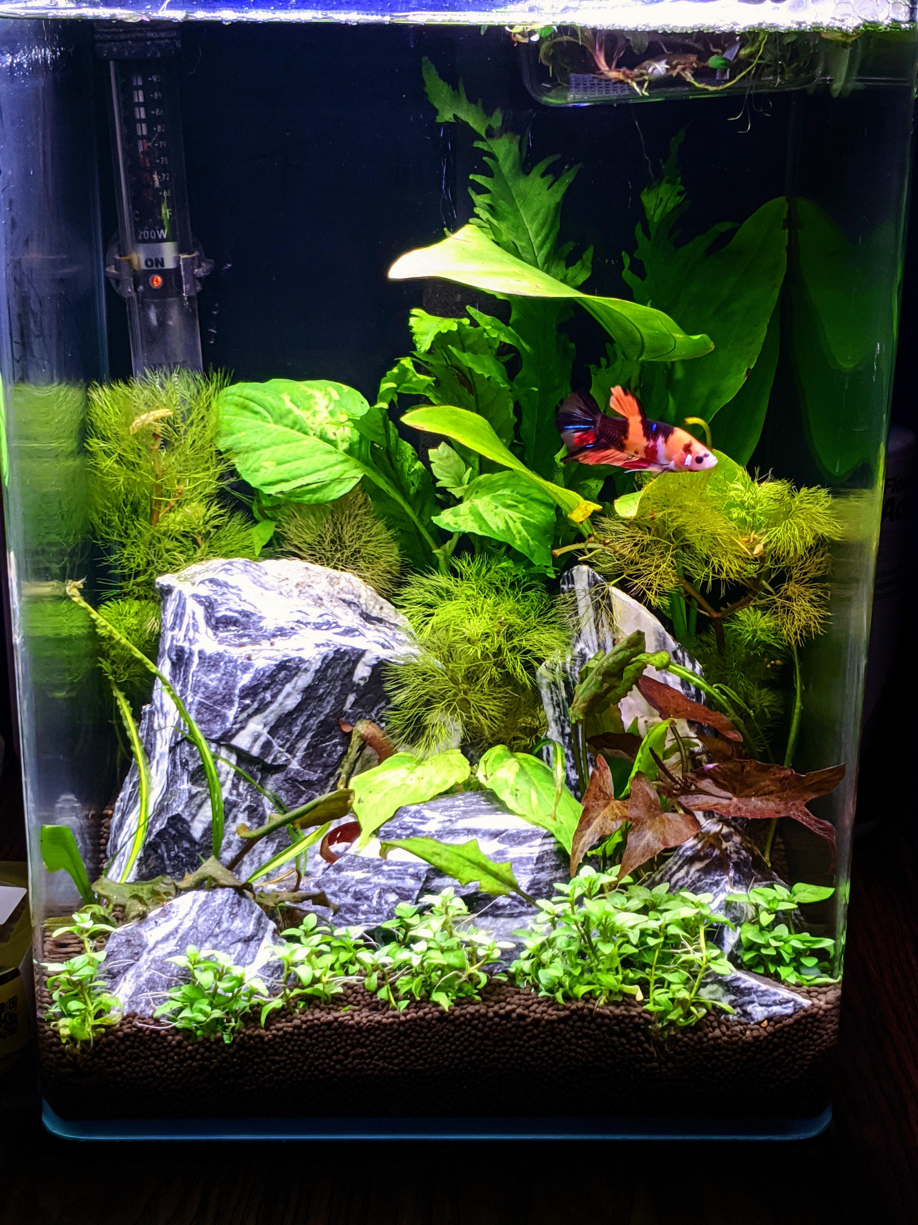 Freshly Planted 5 Gallon r/Aquascape