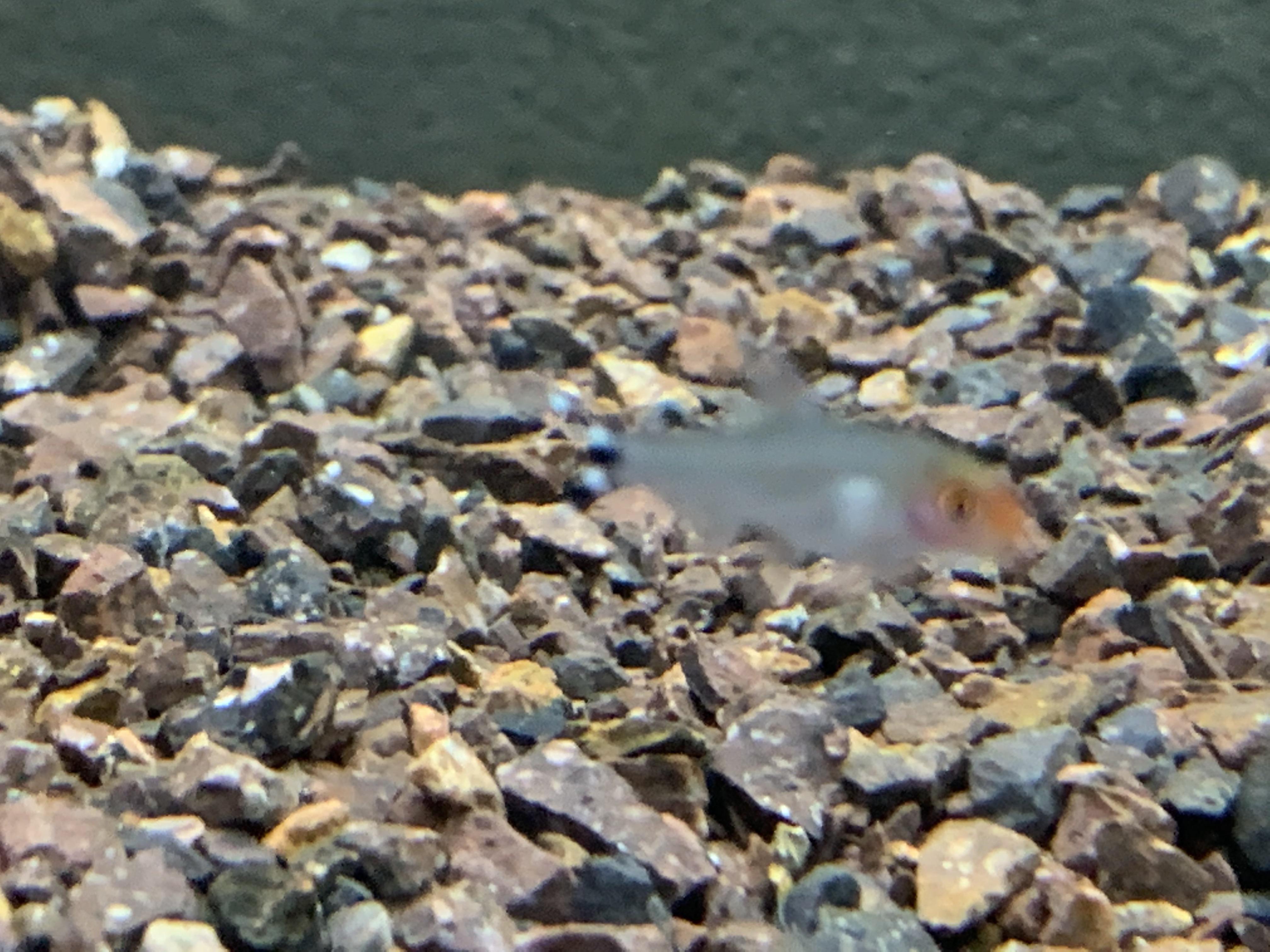 Is this bad? r/Aquariums